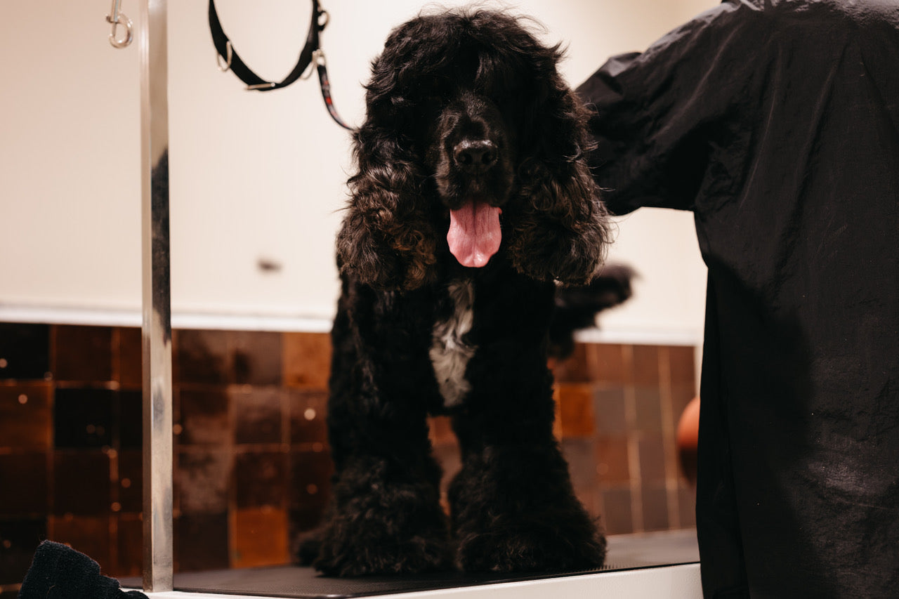 Where Trust Begins in Dog Grooming