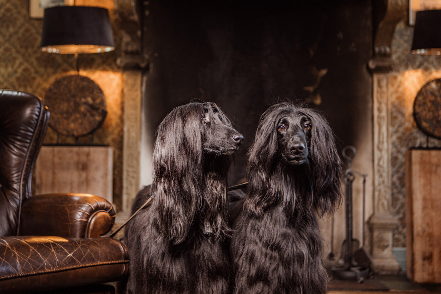 Keeping Your Dog's Coat Healthy in Cooler Months