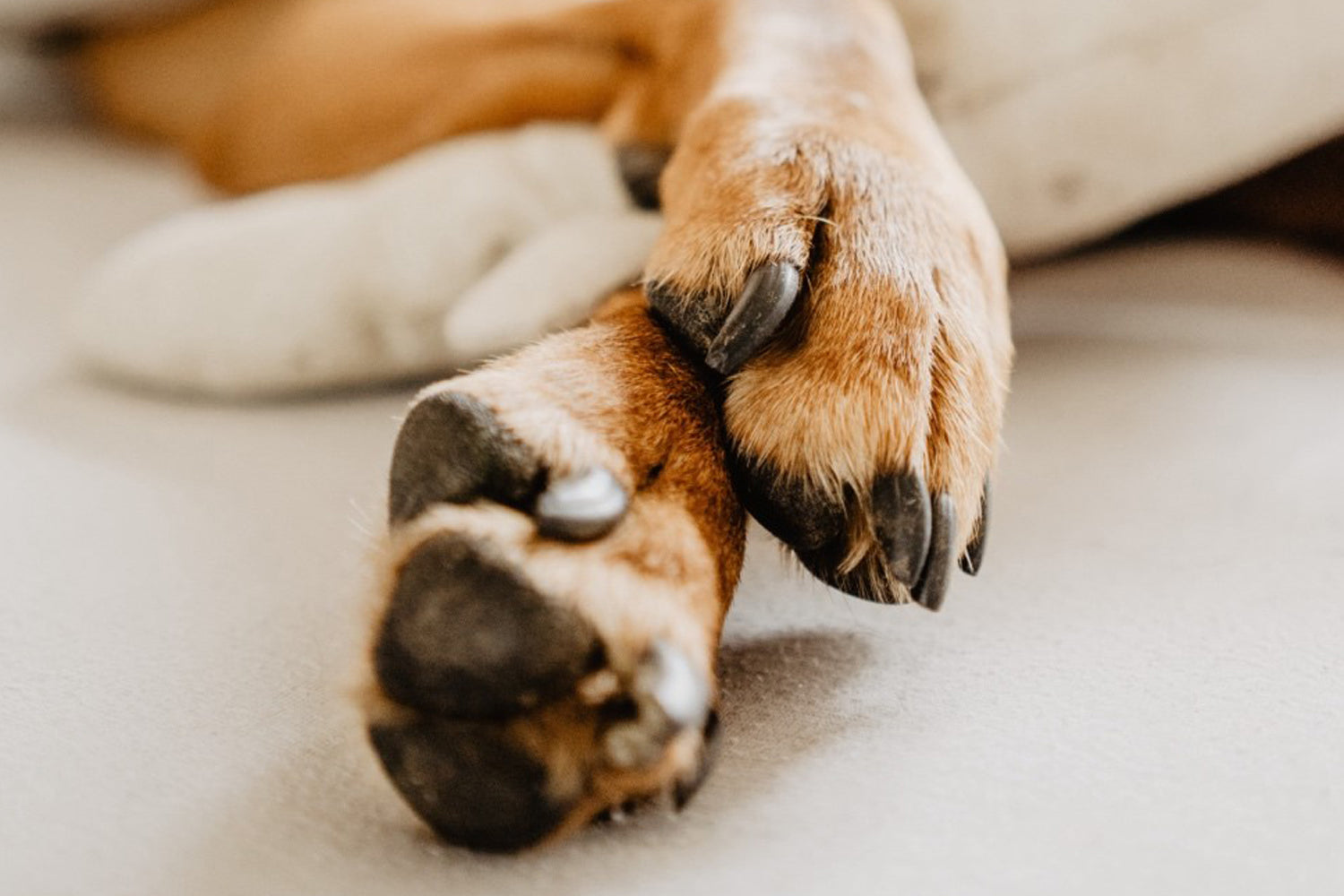 The Ultimate At-Home Pawdicure Guide