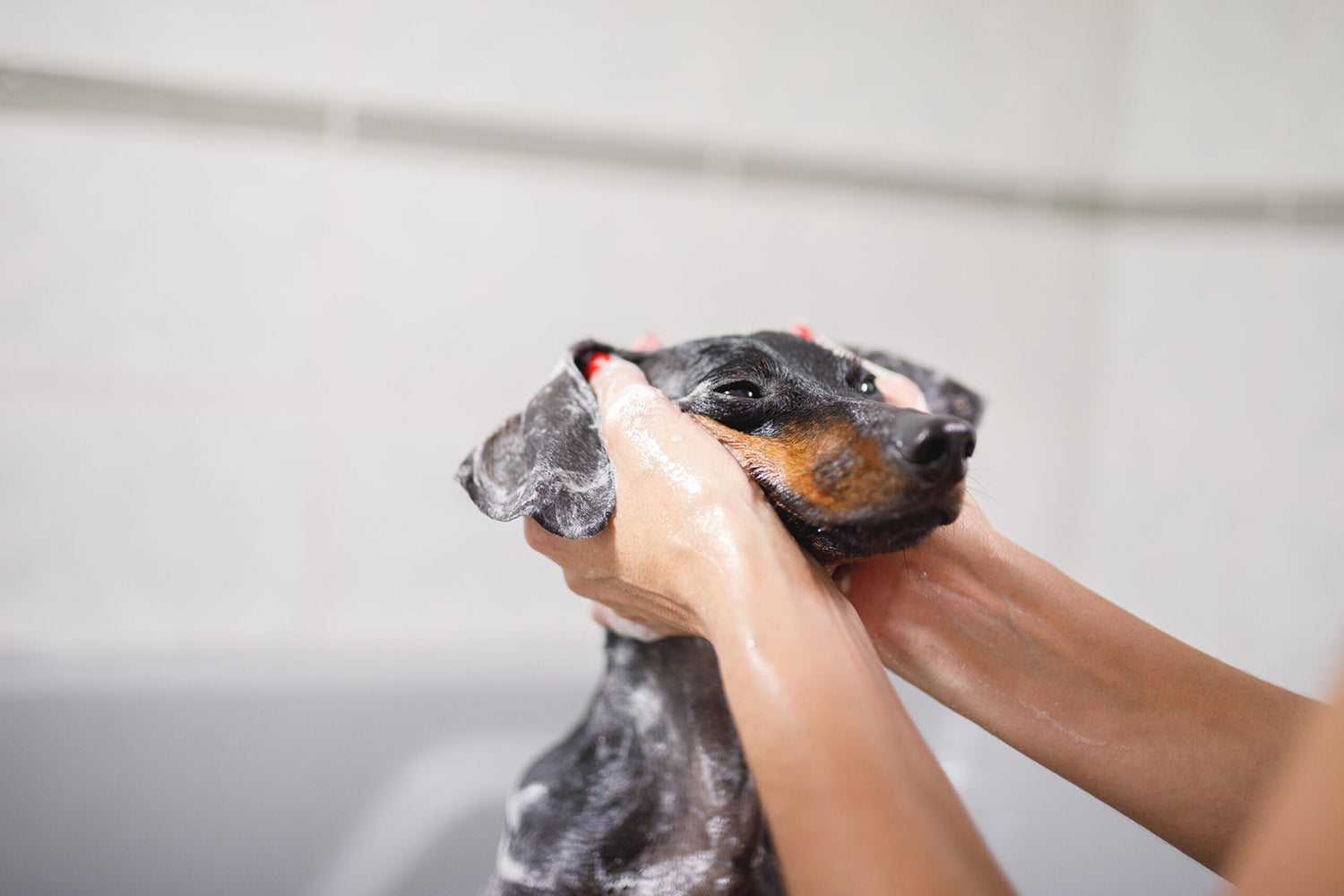 The Importance of a Happy & Positive First Grooming Experience for Your Dog