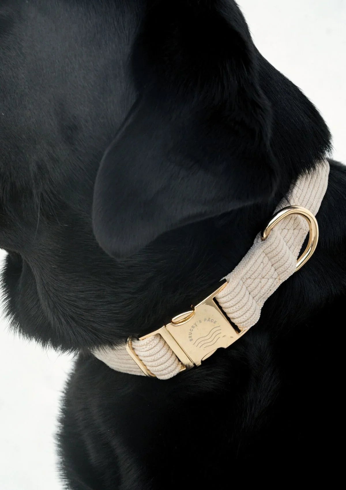 Brucey's Pack Bella Collar