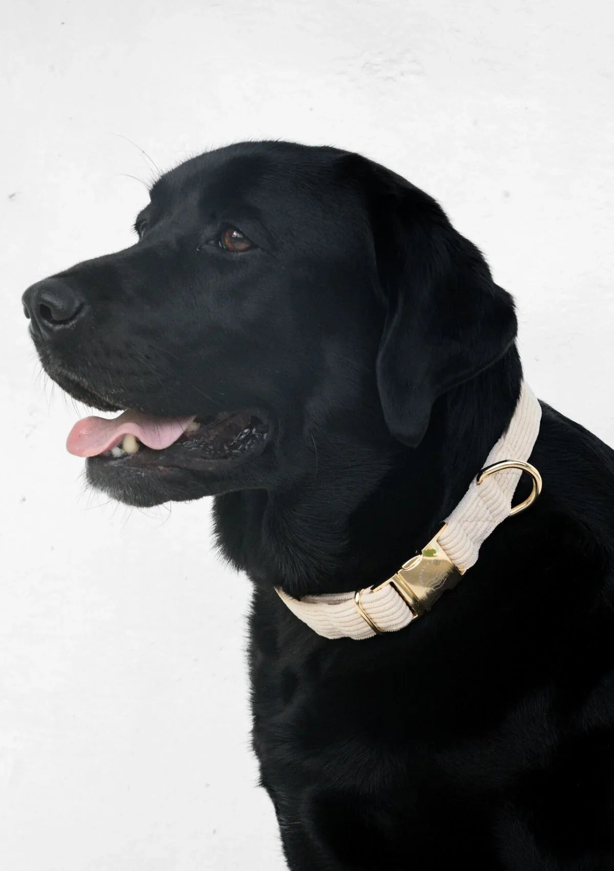 Brucey's Pack Bella Collar