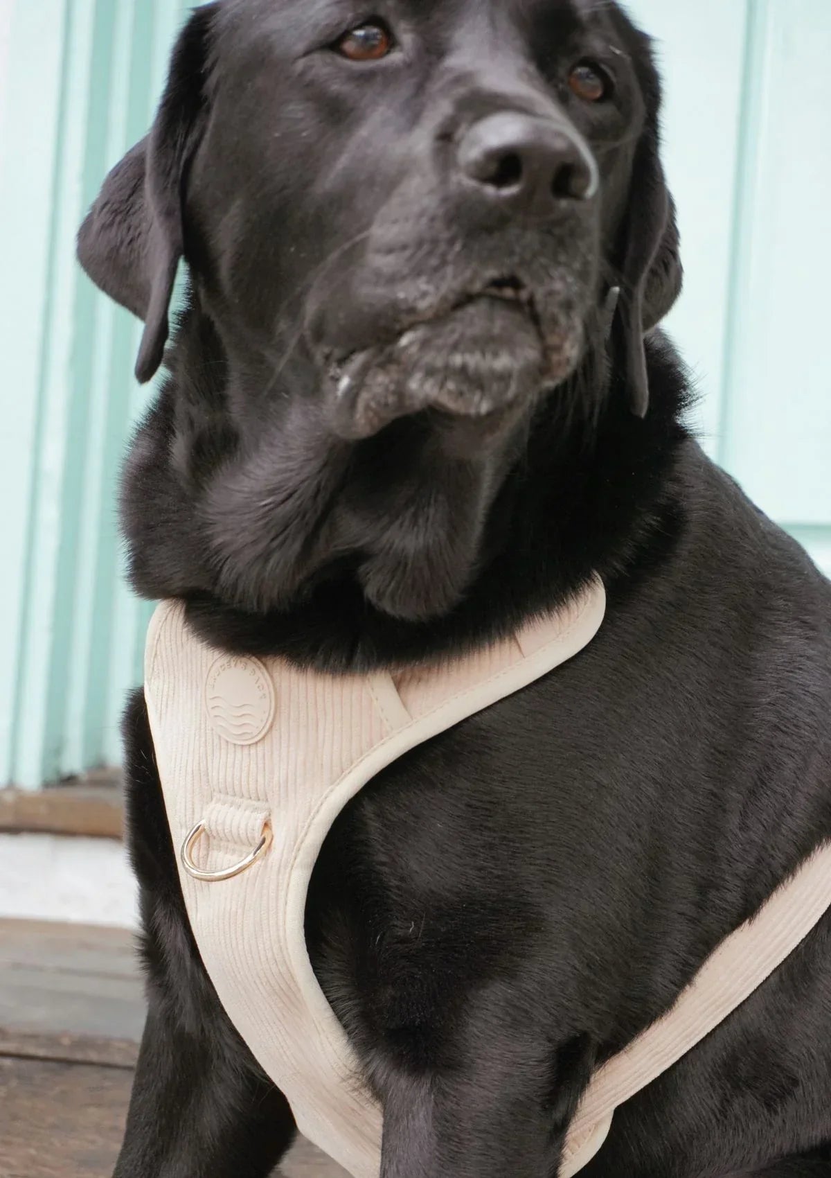 Brucey's Pack Cord No Pull Harness Bella