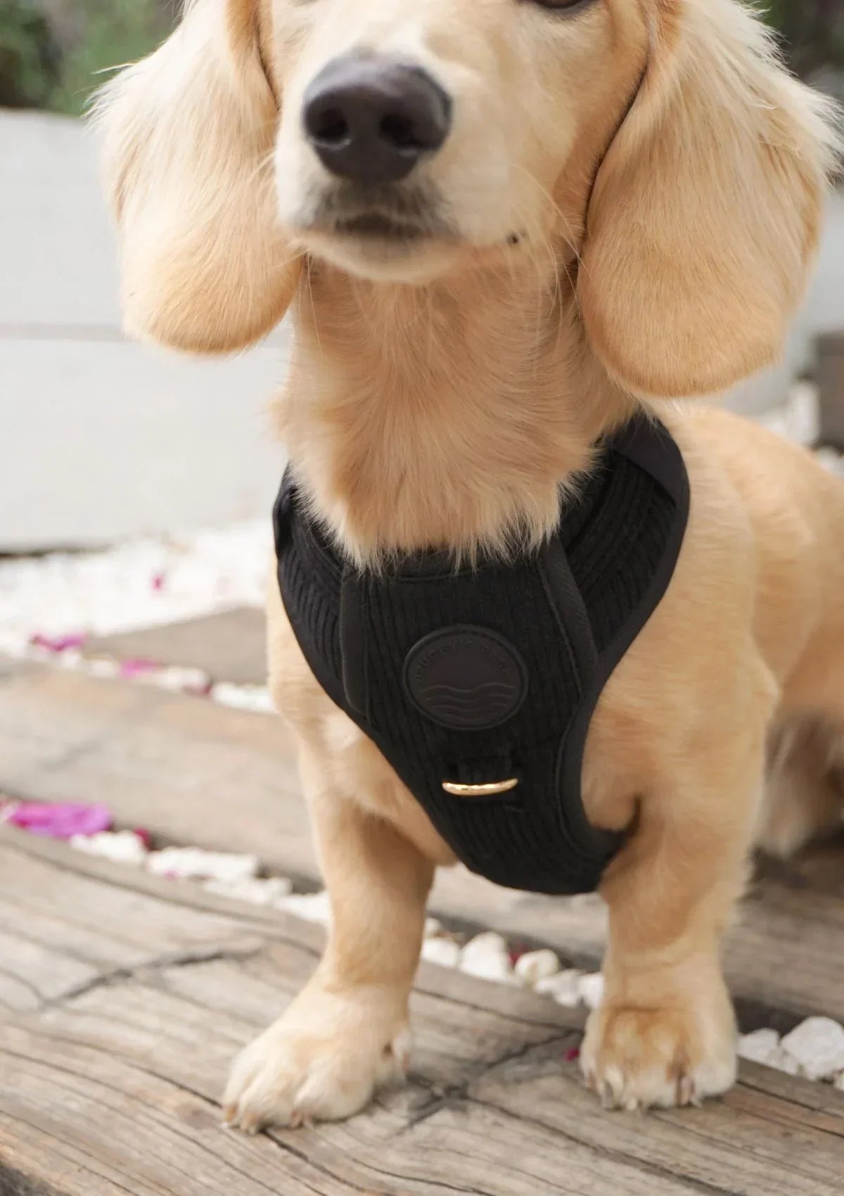 Brucey's Pack Cord No Pull Harness Bella