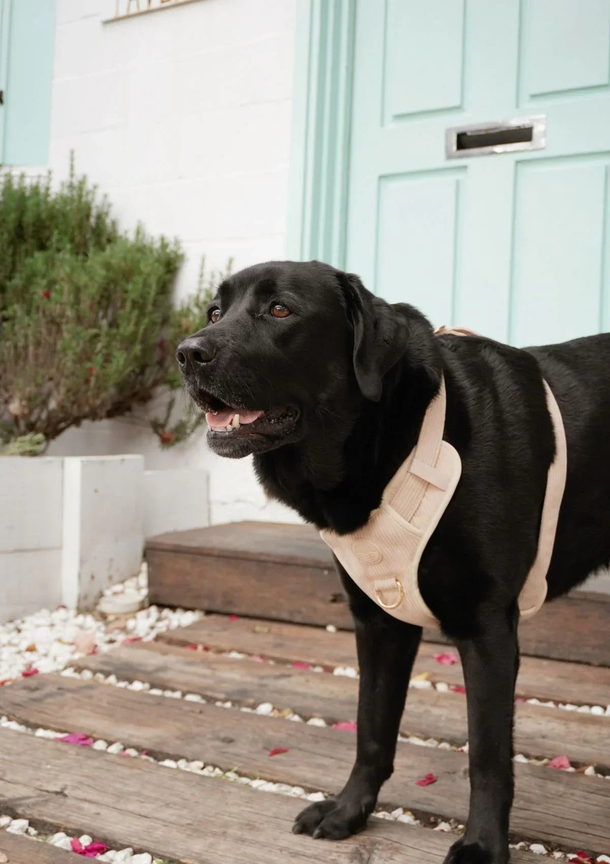 Brucey's Pack Cord No Pull Harness Bella