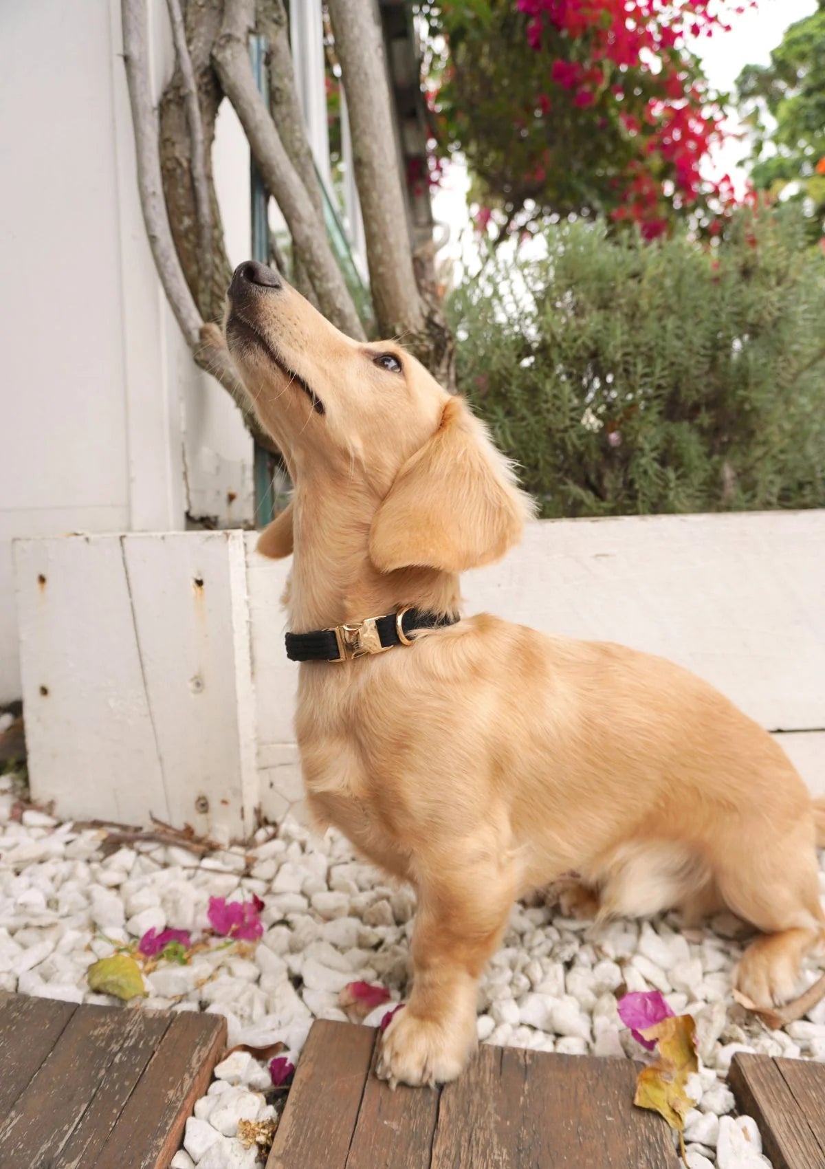 Brucey's Pack Bella Collar