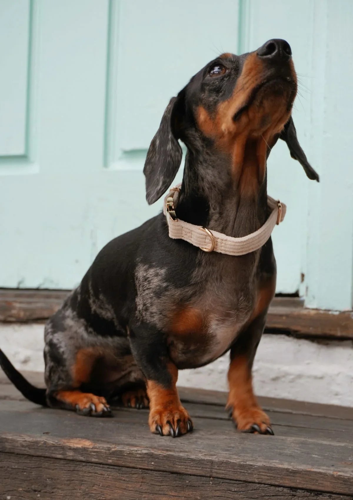 Brucey's Pack Bella Collar