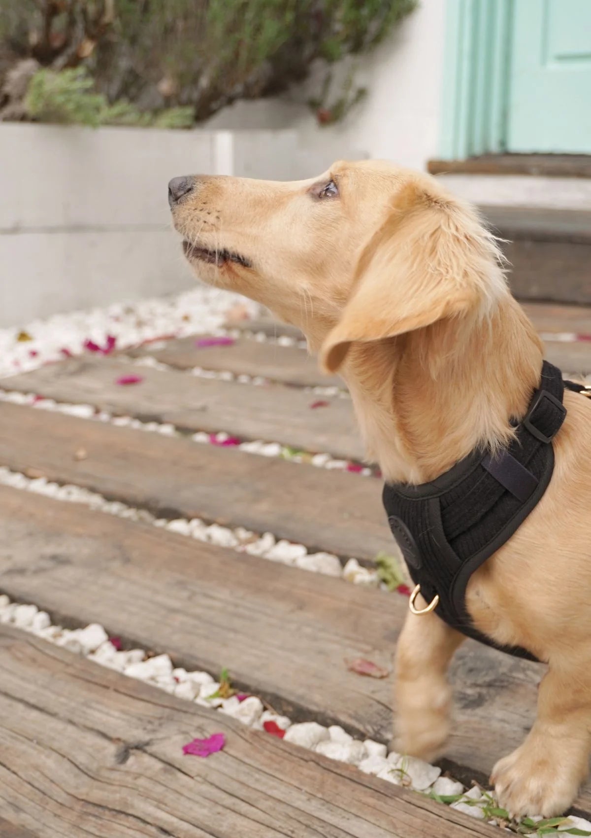 Brucey's Pack Bella Cord No Pull Harness - Black