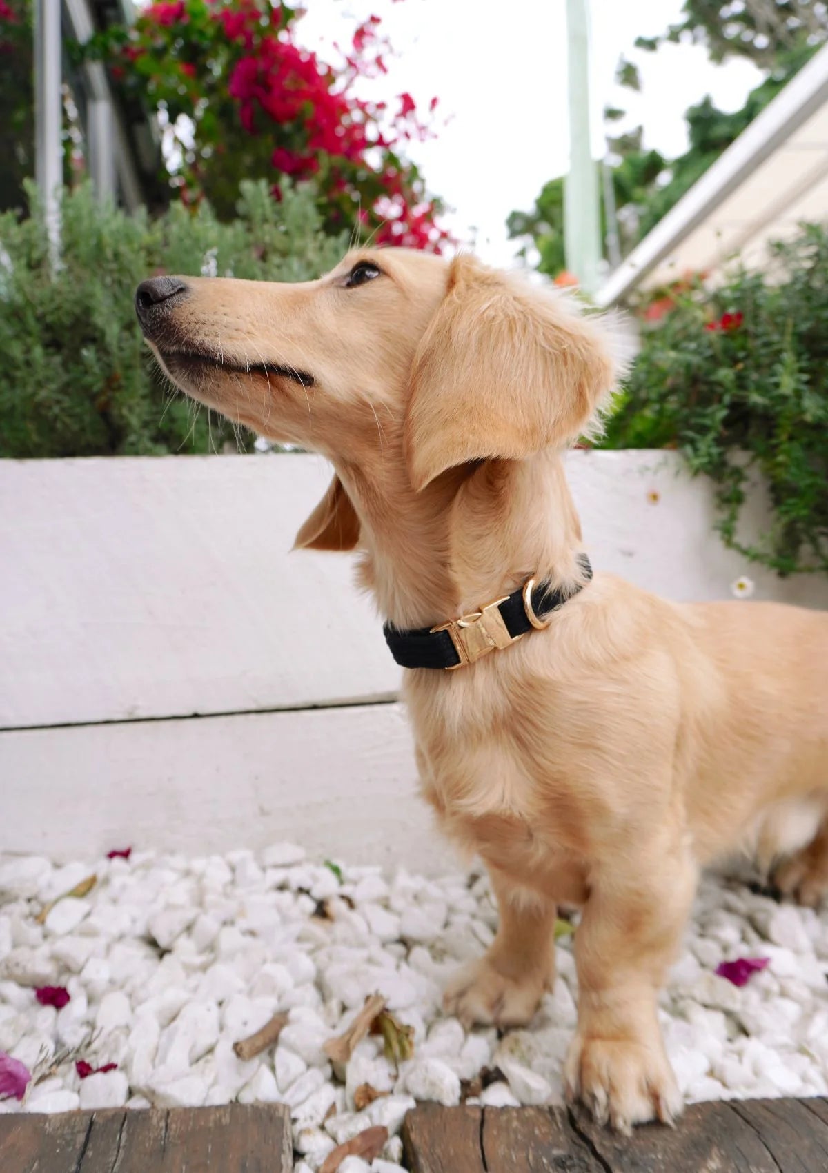 Brucey's Pack Bella Collar