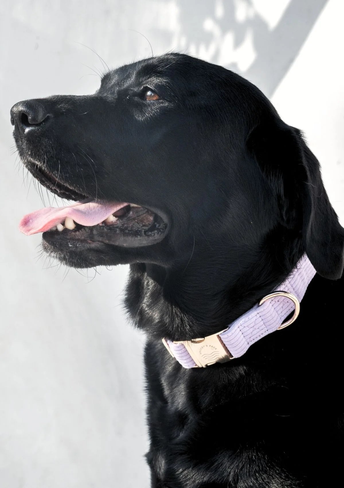 Brucey's Pack Bella Collar Lavender
