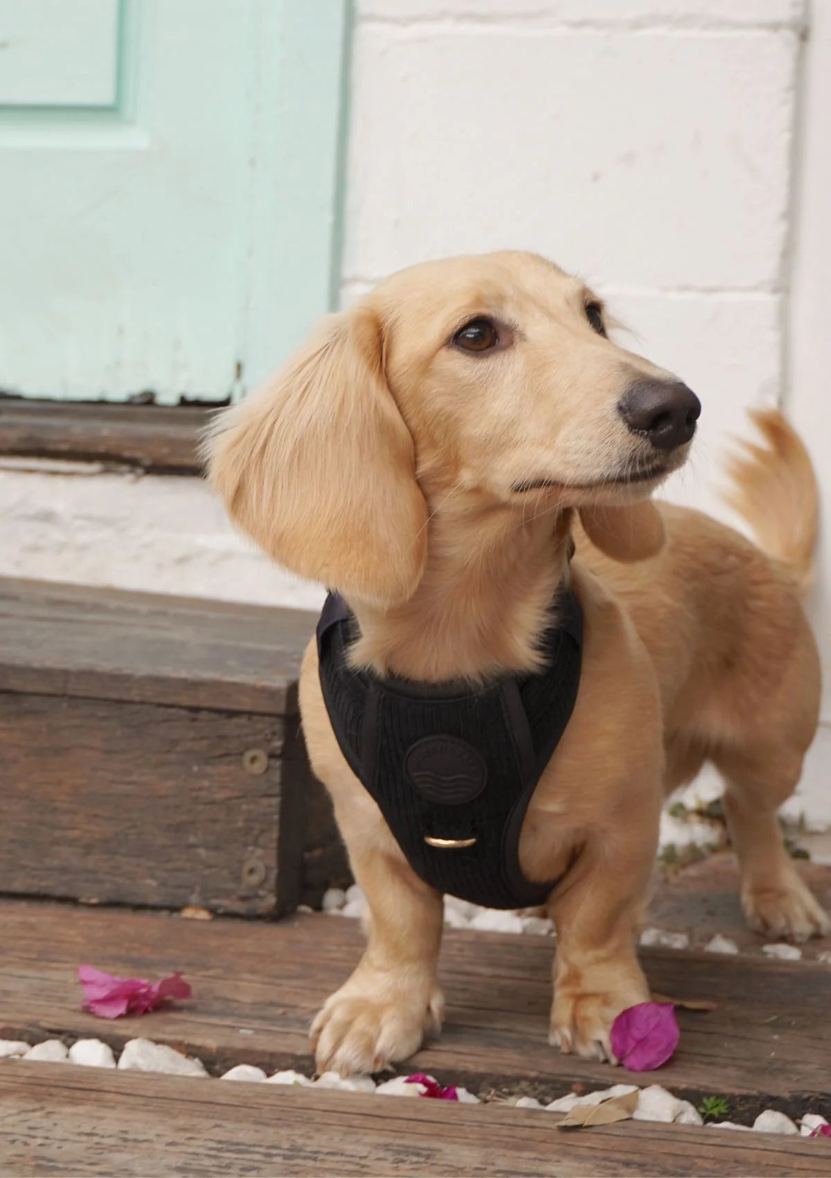 Brucey's Pack Bella Cord No Pull Harness - Black