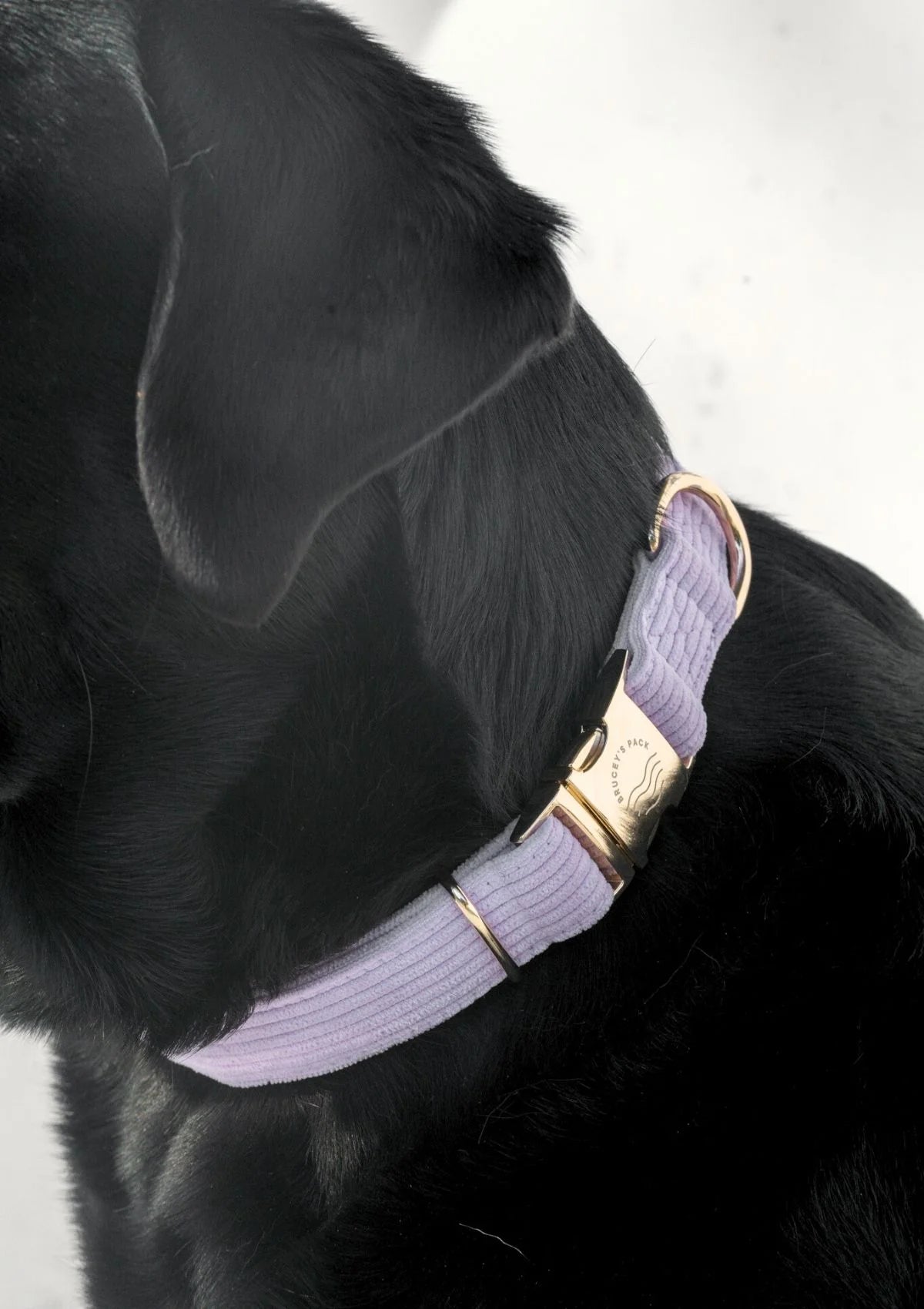 Brucey's Pack Bella Collar Lavender