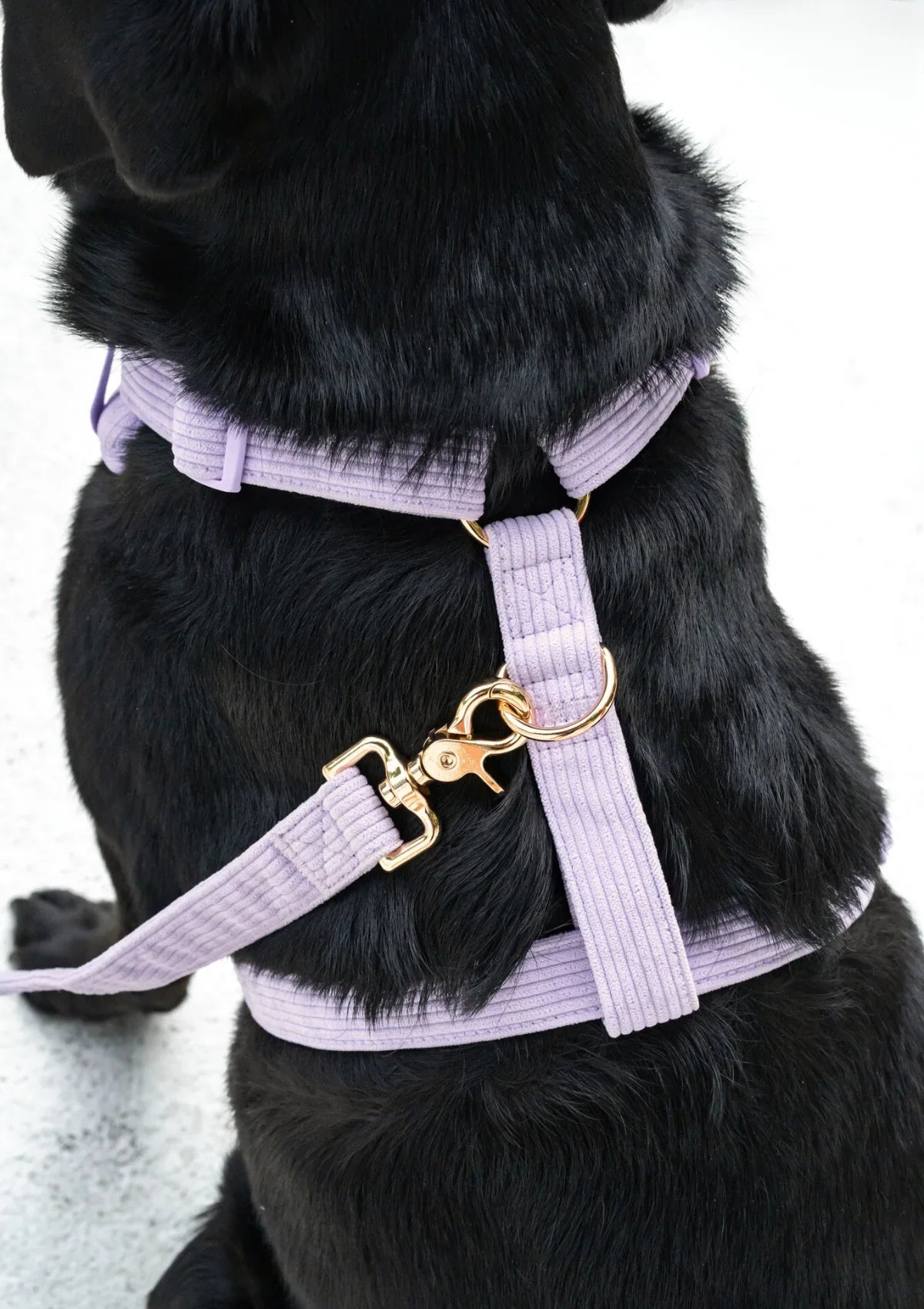 Brucey's Pack Cord No Pull Harness Bella