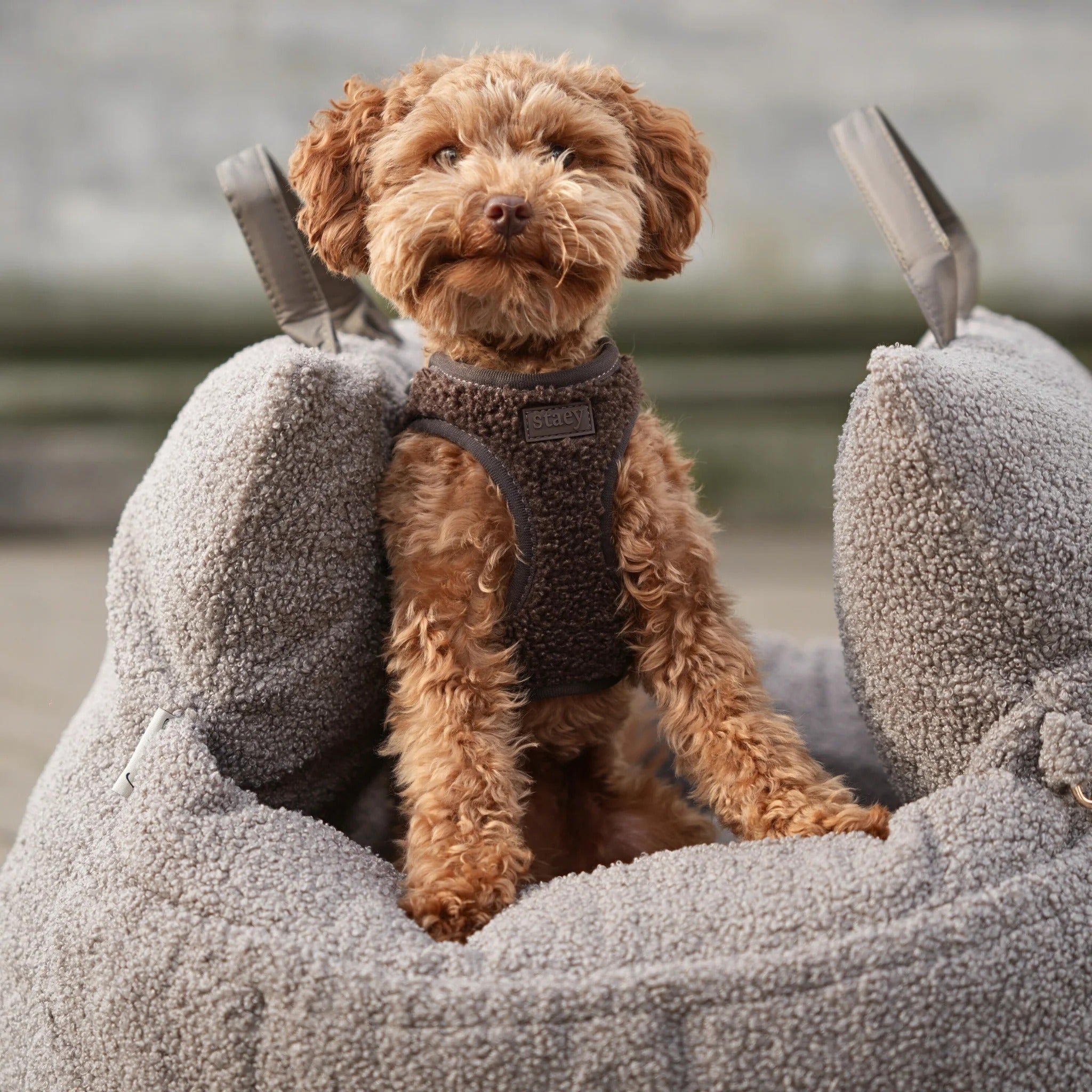 Staey Teddy Step In Harness