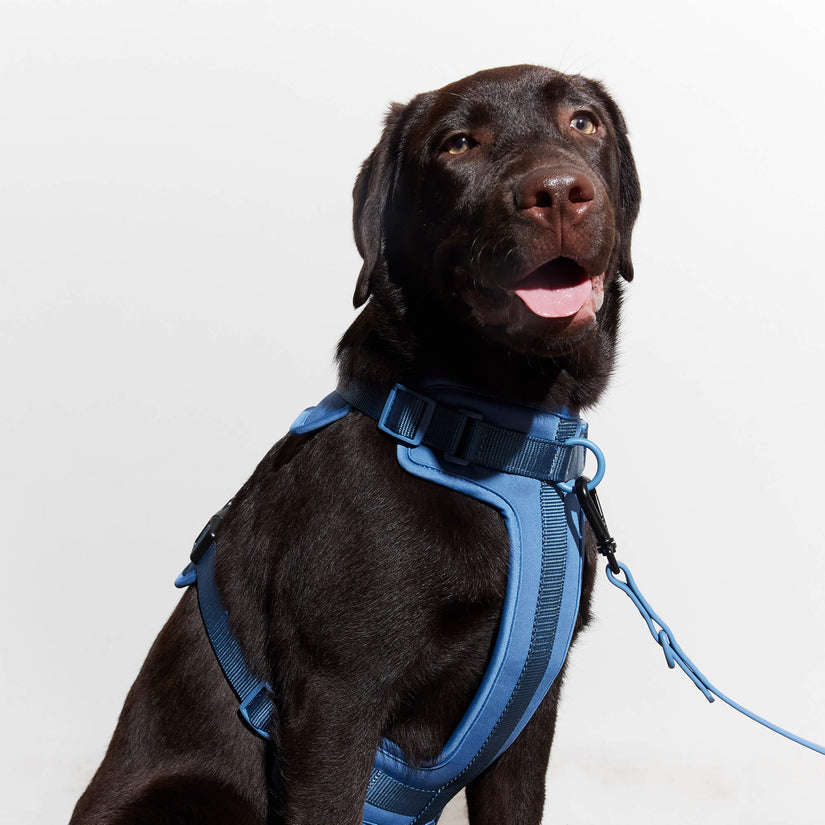 Yonder Harness