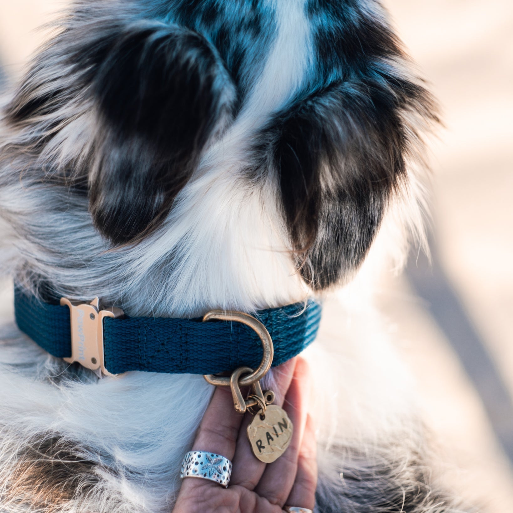 Paw Print Tide Collar Ocean