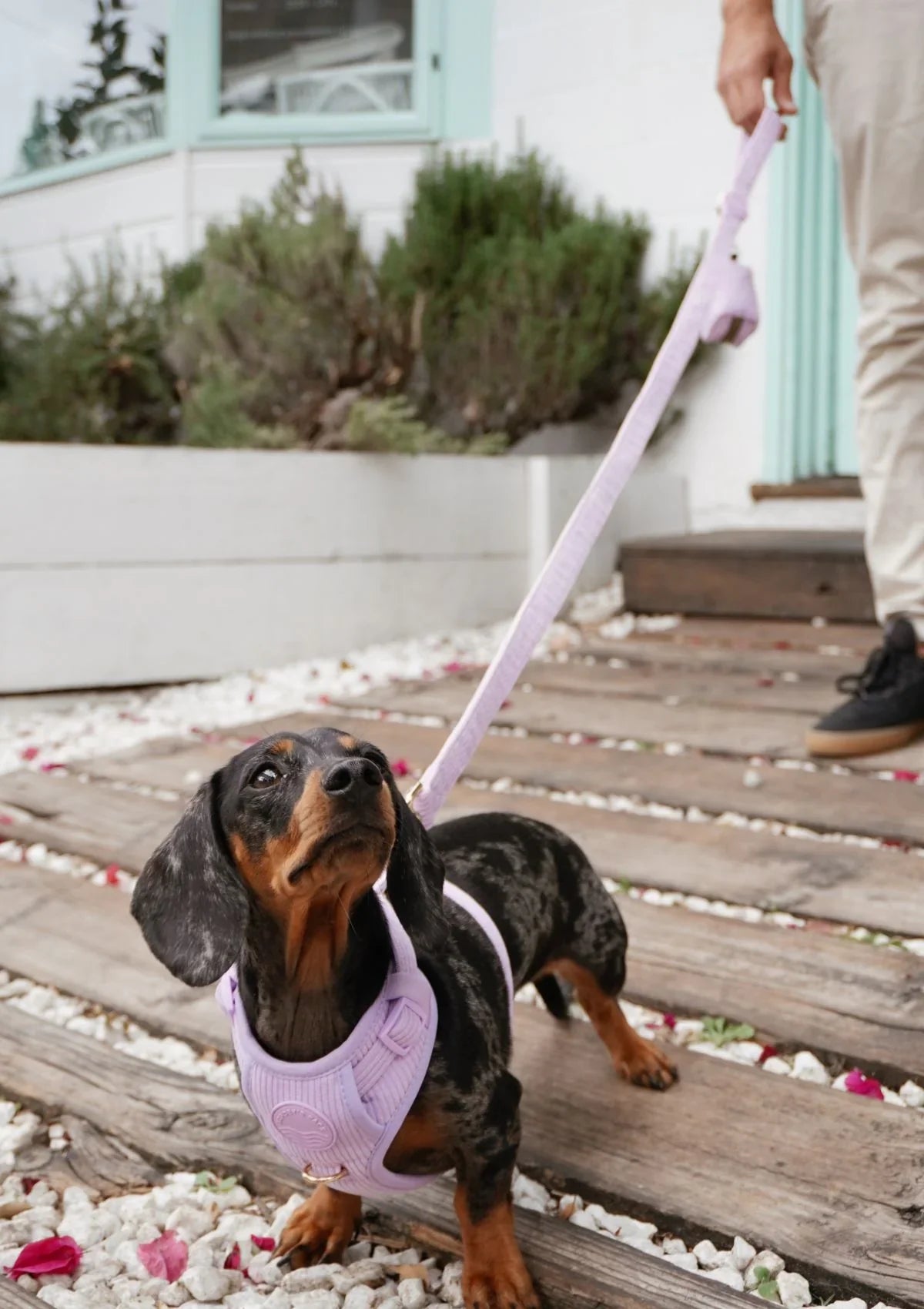 Brucey's Pack Cord No Pull Harness Bella