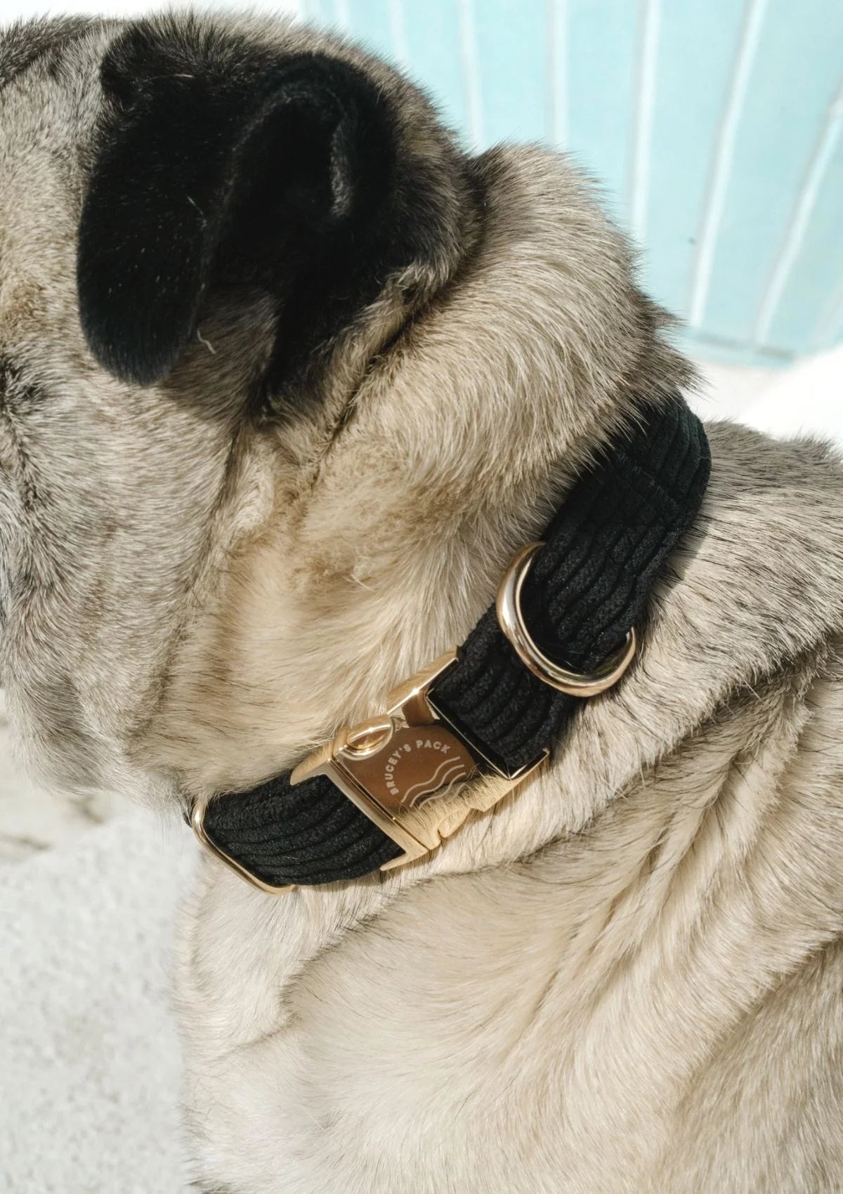 Brucey's Pack Bella Collar
