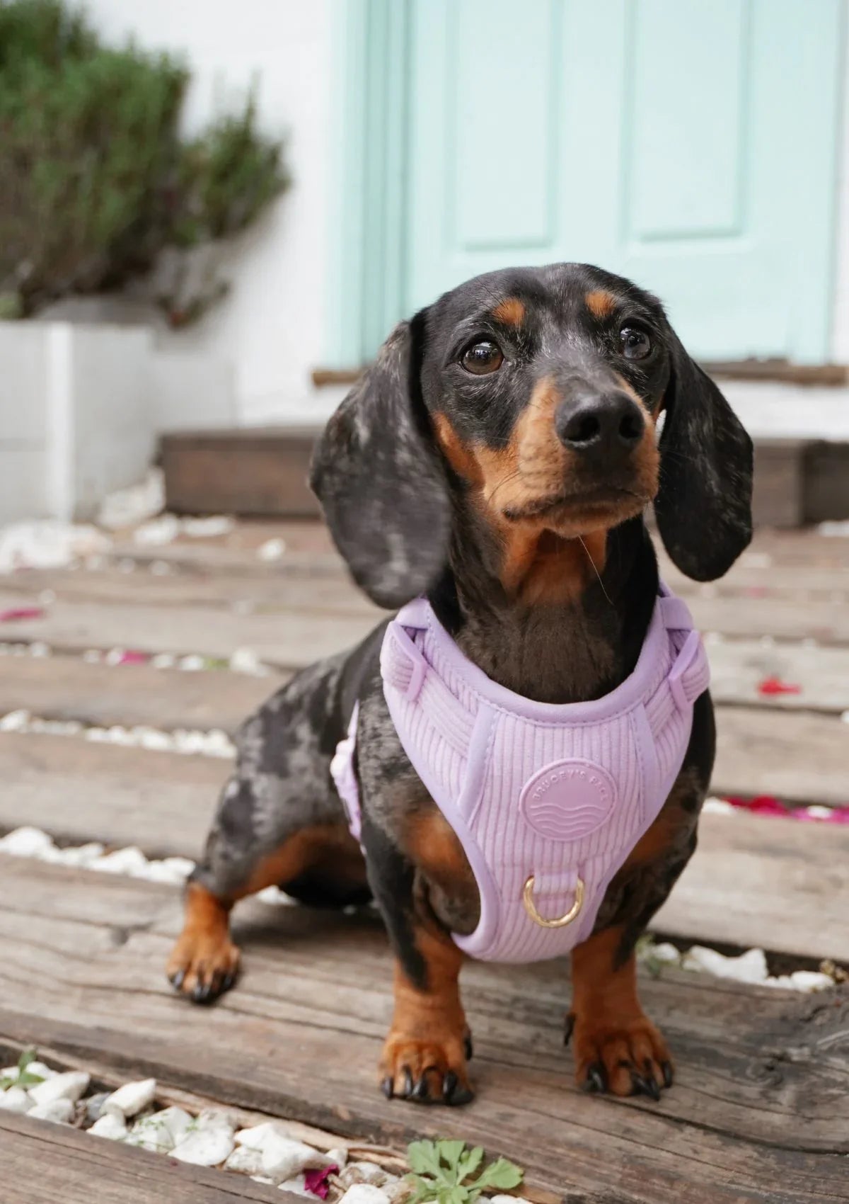 Brucey's Pack Cord No Pull Harness Bella