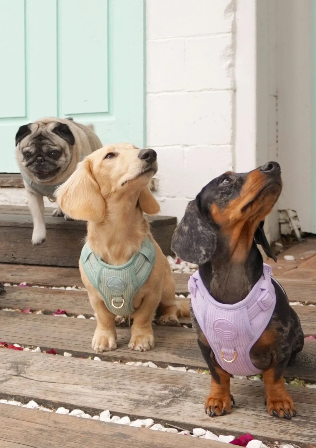 Brucey's Pack Cord No Pull Harness Bella