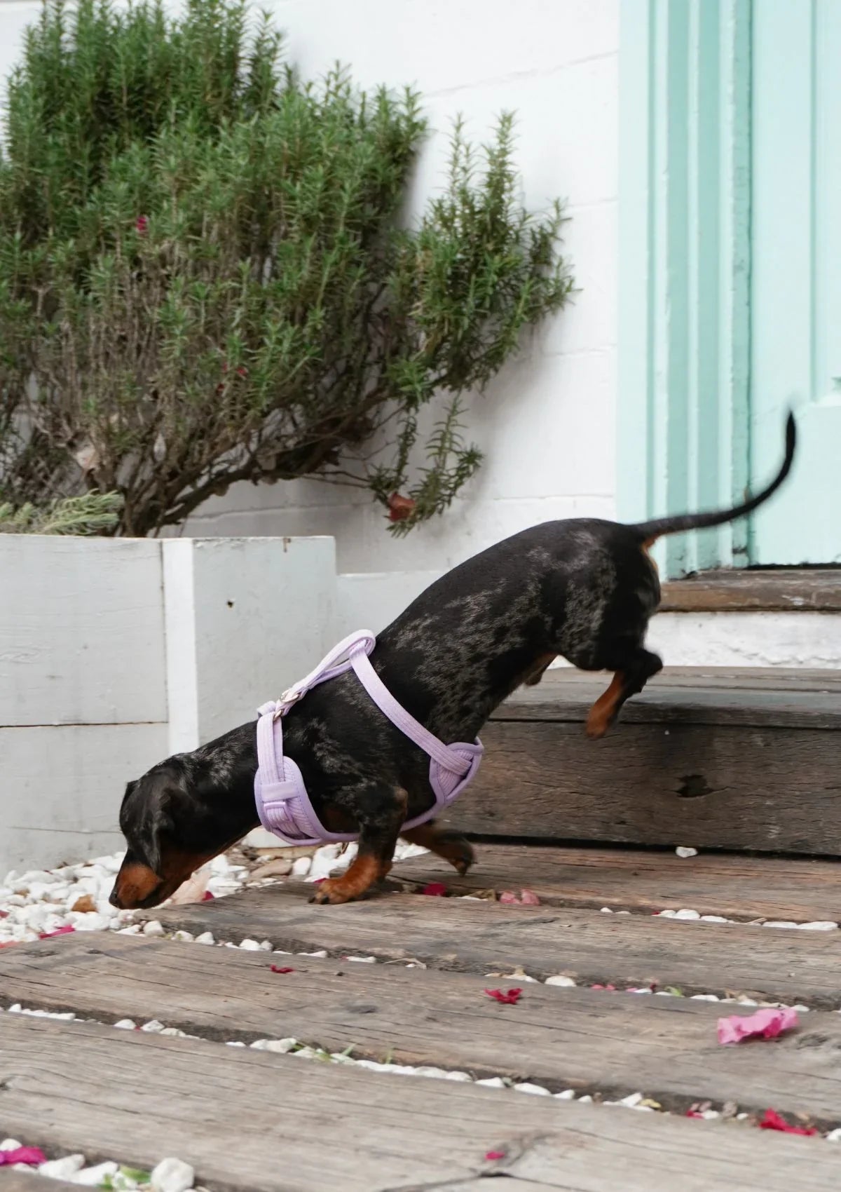 Brucey's Pack Cord No Pull Harness Bella