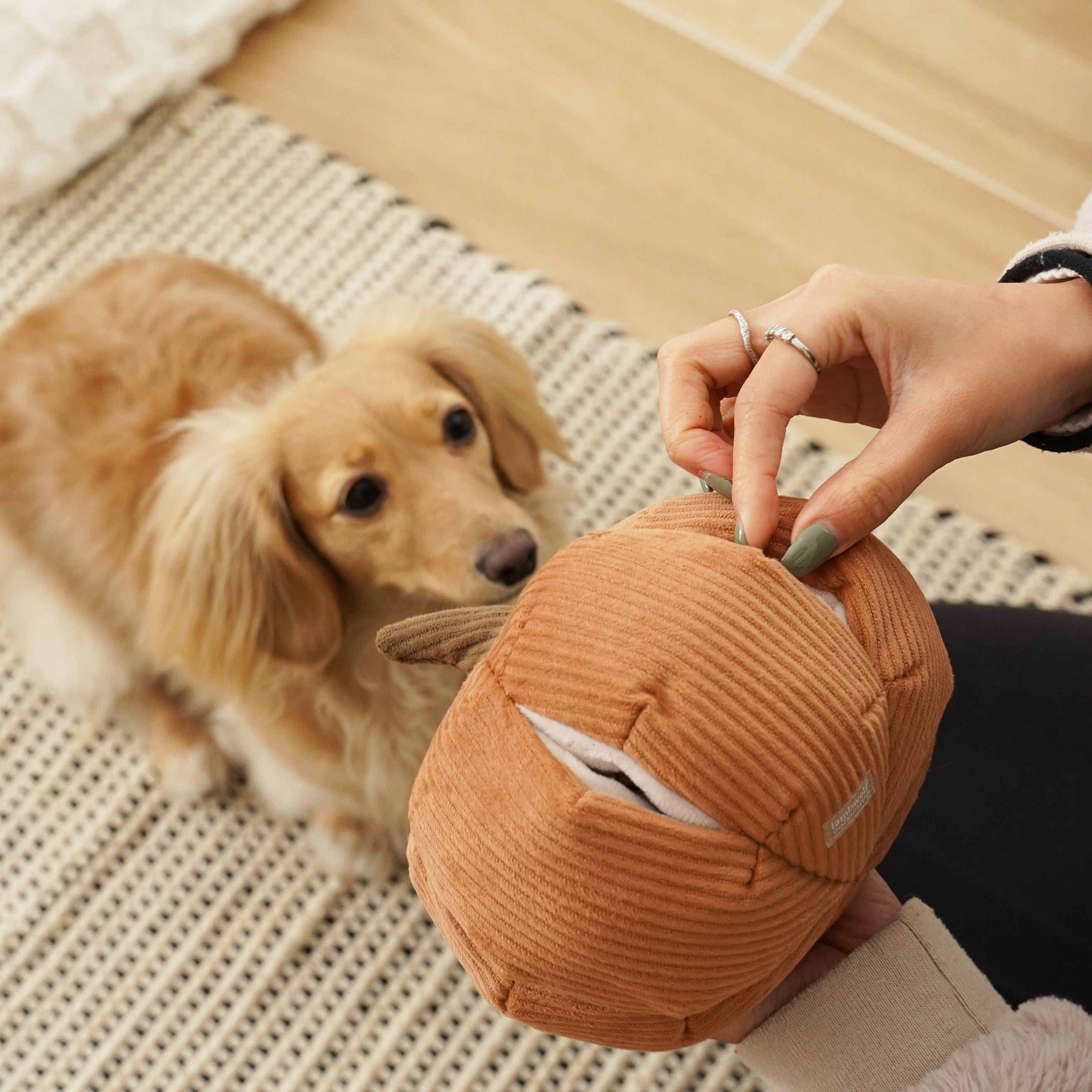 Lambwolf Collective - Cinderella Pumpkin