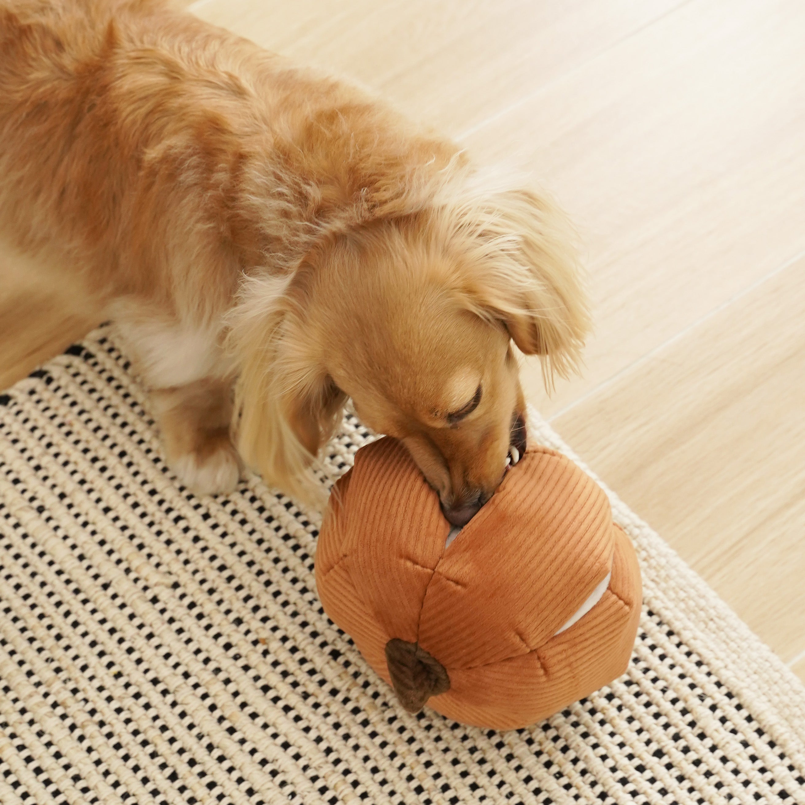 Lambwolf Collective - Cinderella Pumpkin