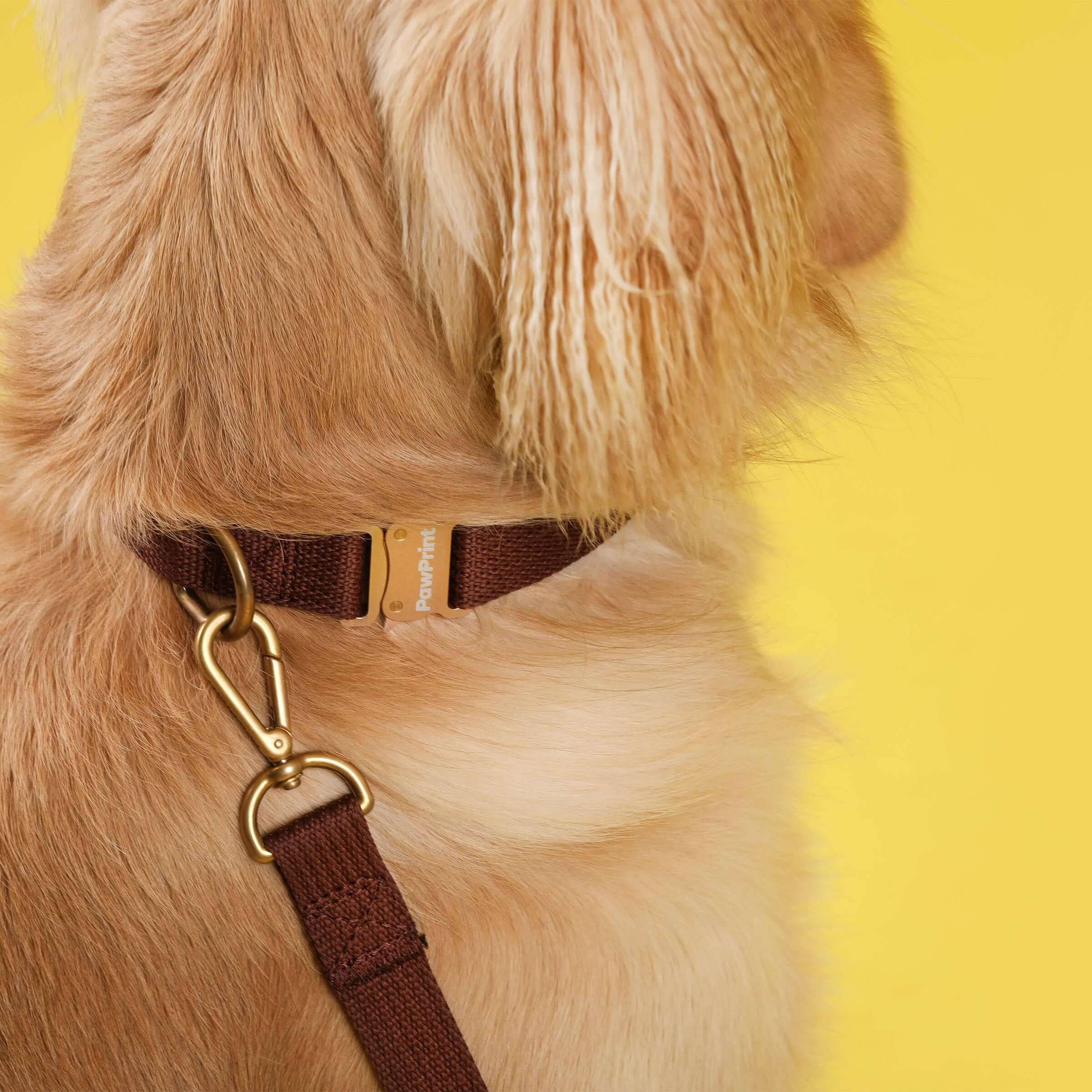 Paw Print Tide Leash Earth