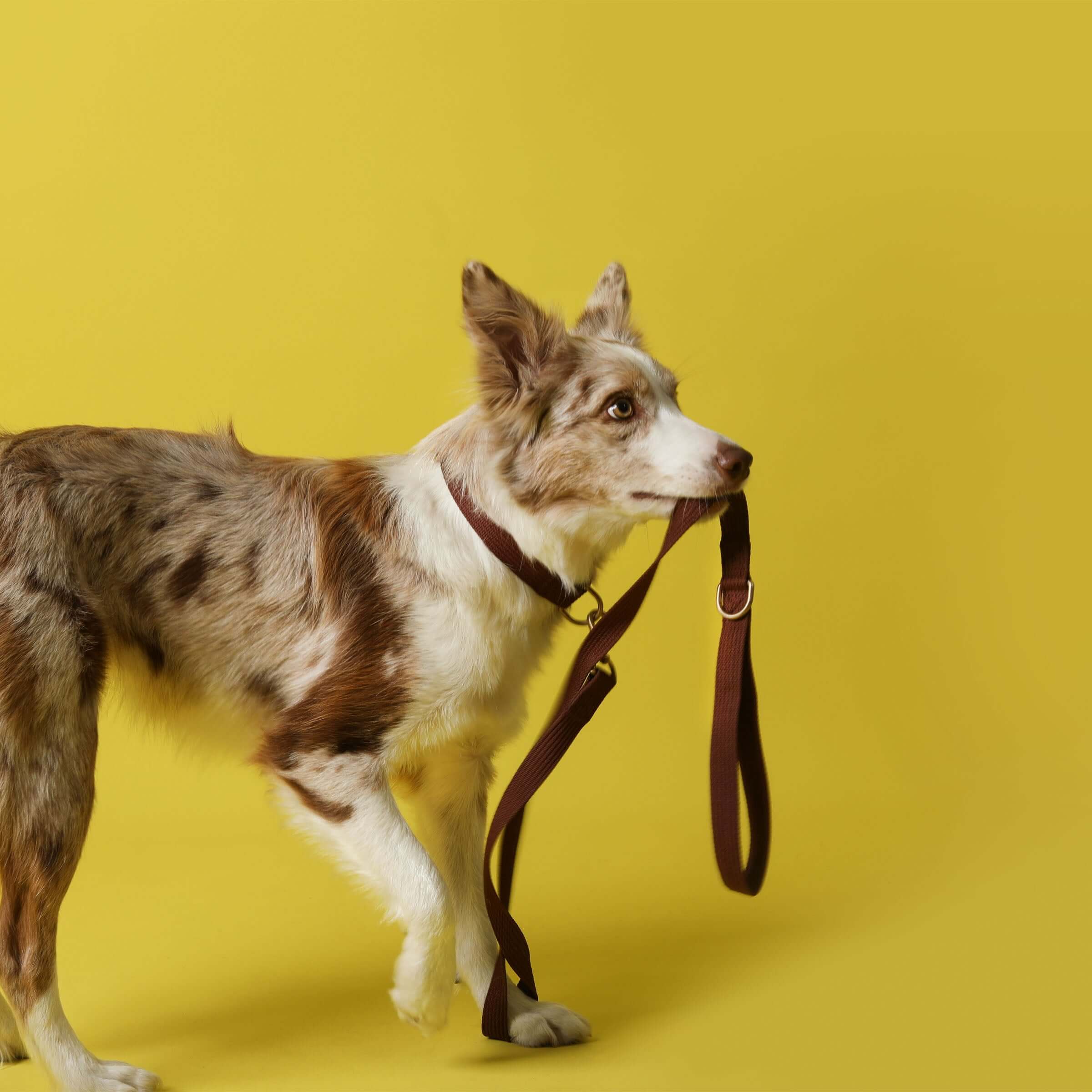 Paw Print Tide Leash Earth