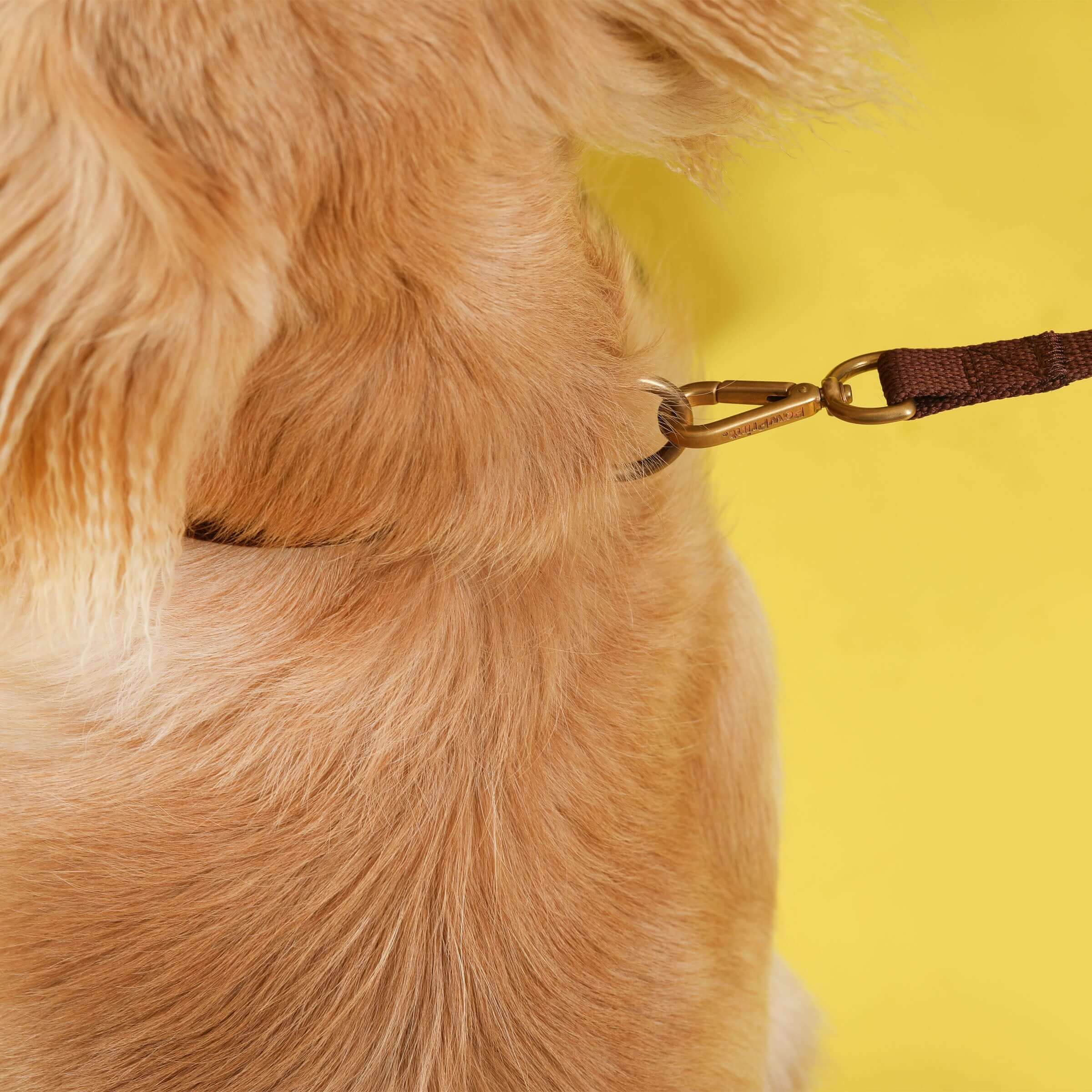 Paw Print Tide Leash Earth