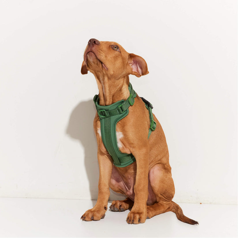 Yonder Harness
