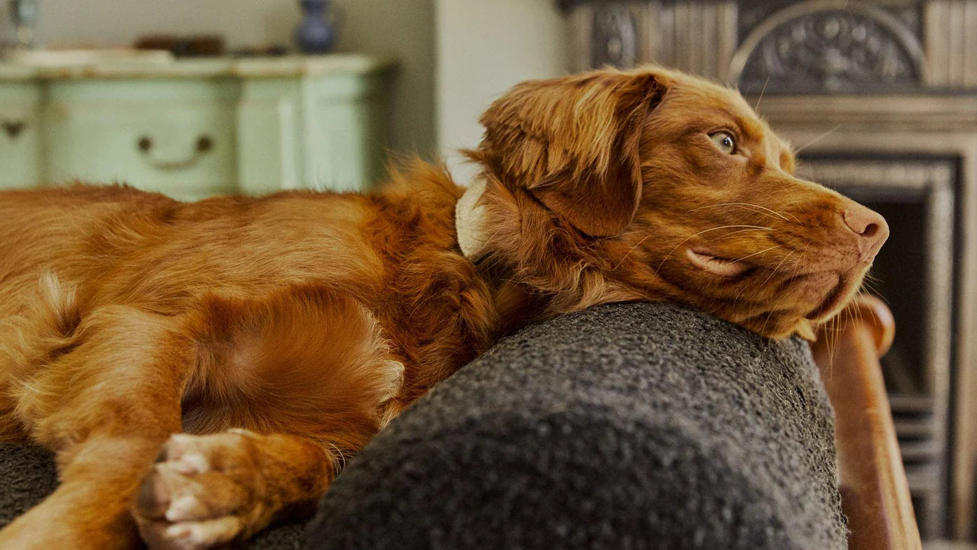 Hommey Boucle Pet Bed