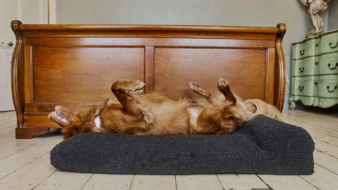 Hommey Boucle Pet Bed
