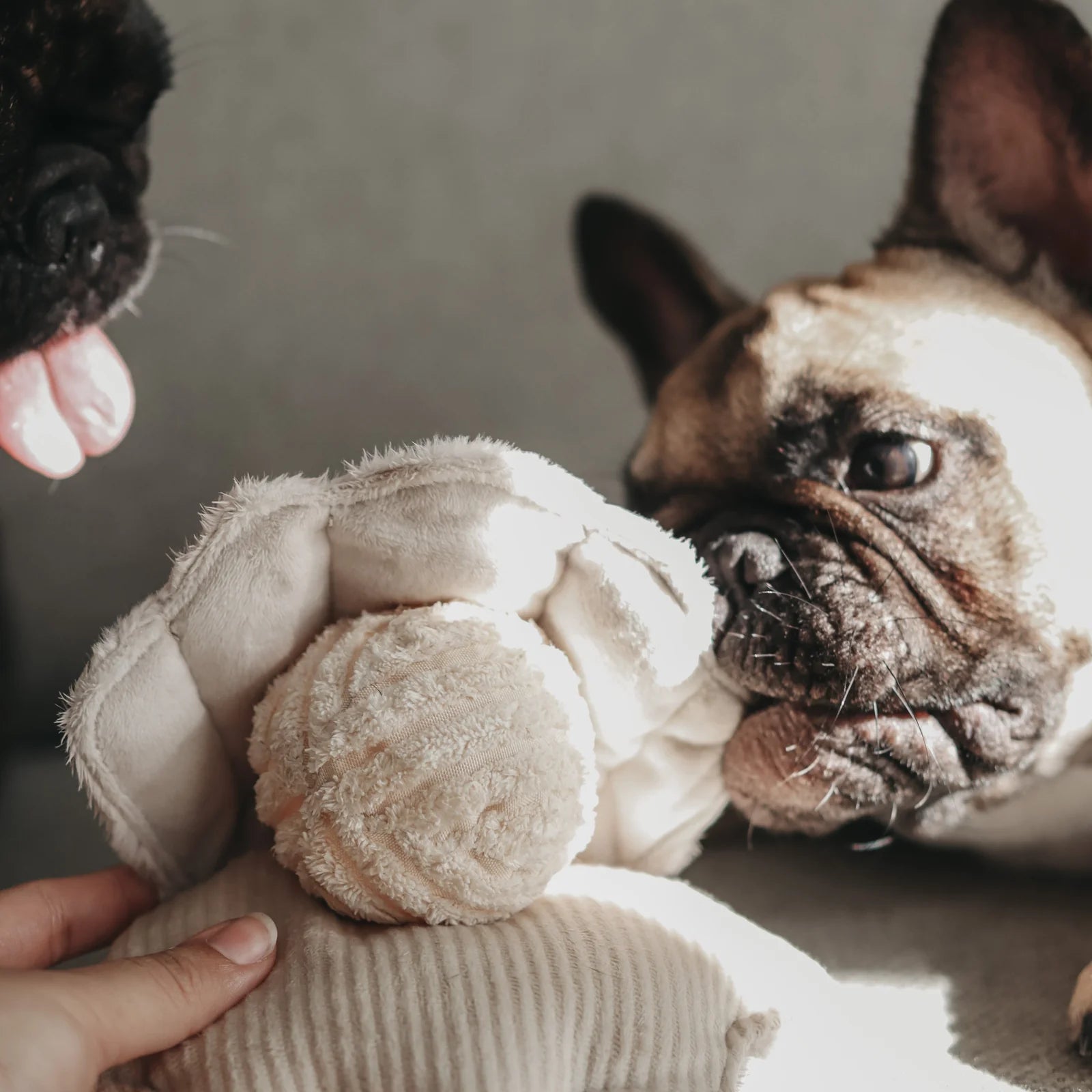 Lambwolf Collective - Oyster