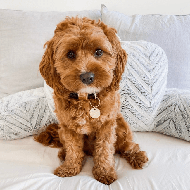 Ollie and James Dog ID Tag