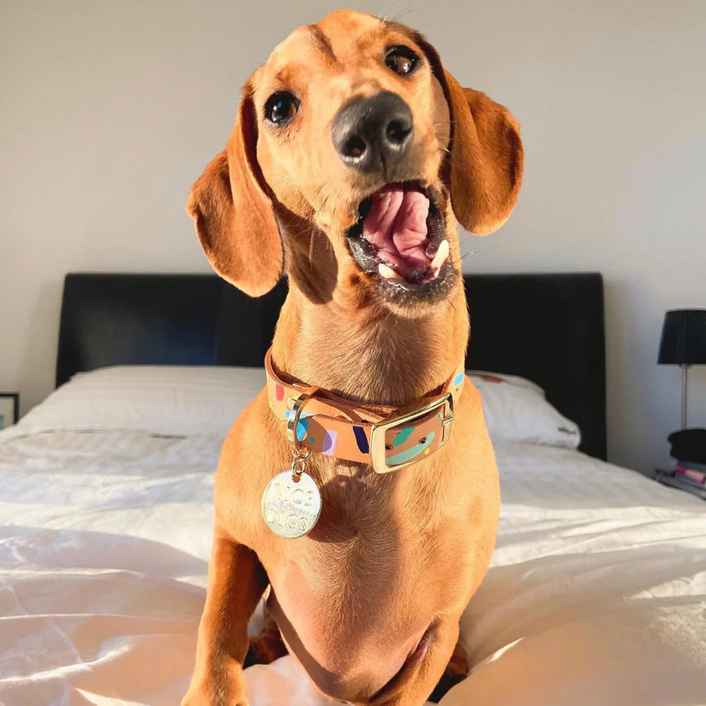 Nice Digs Leather Collar