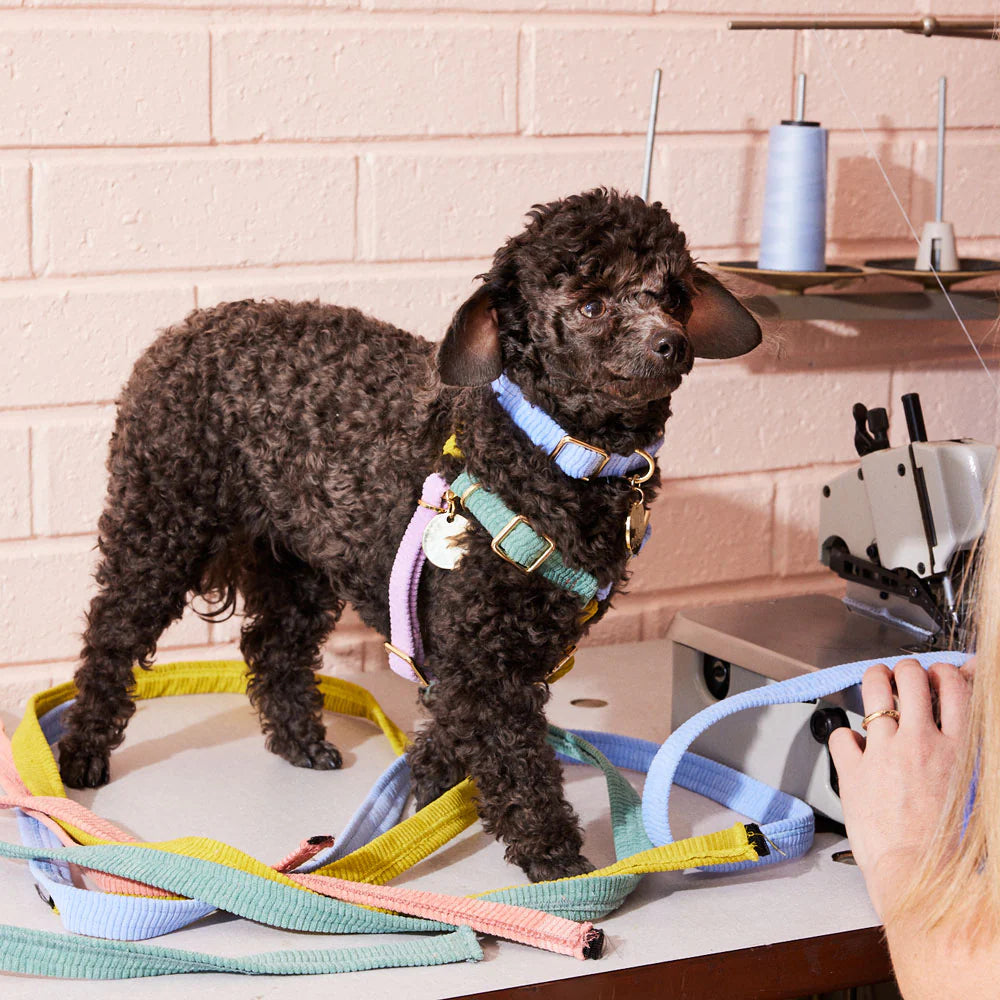 Nice Digs Harness