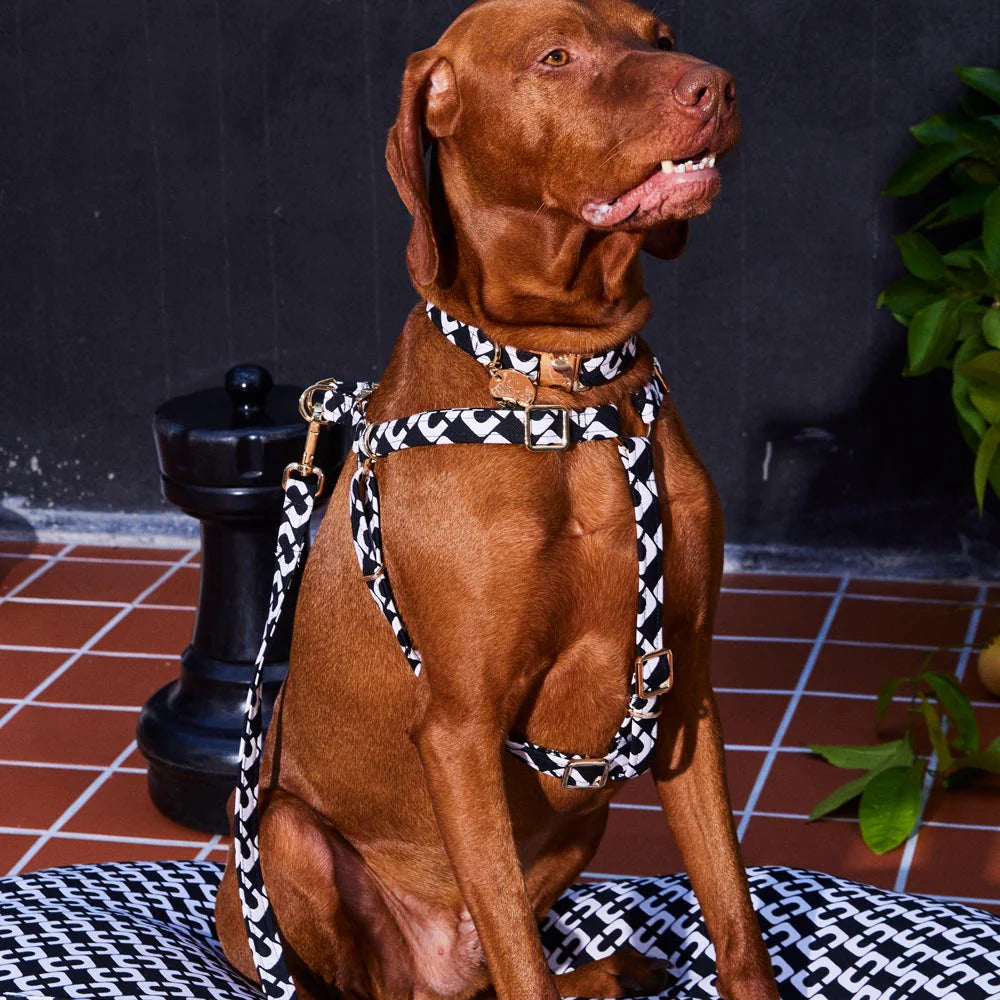 Nice Digs Harness