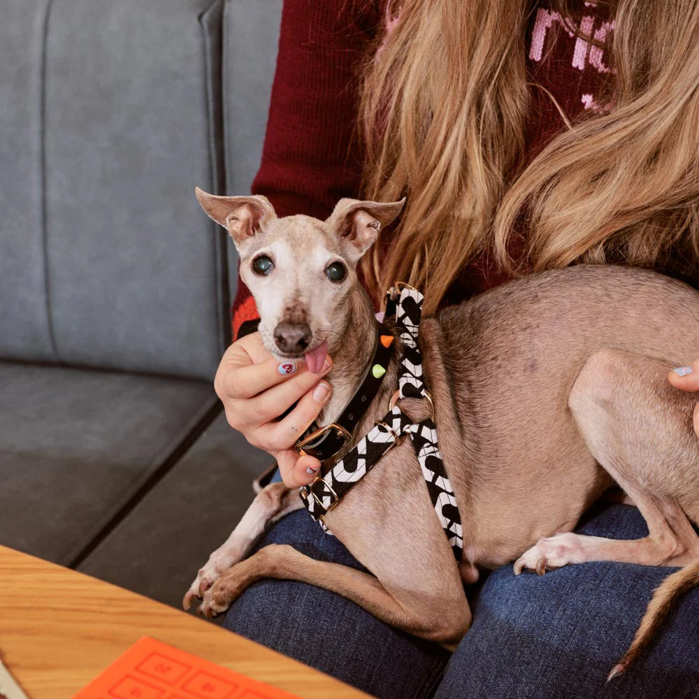Nice Digs Harness