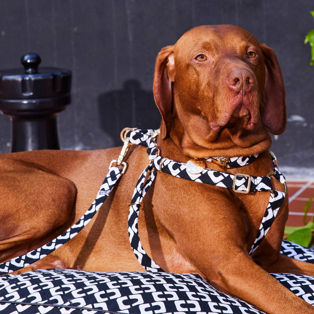 Nice Digs Harness