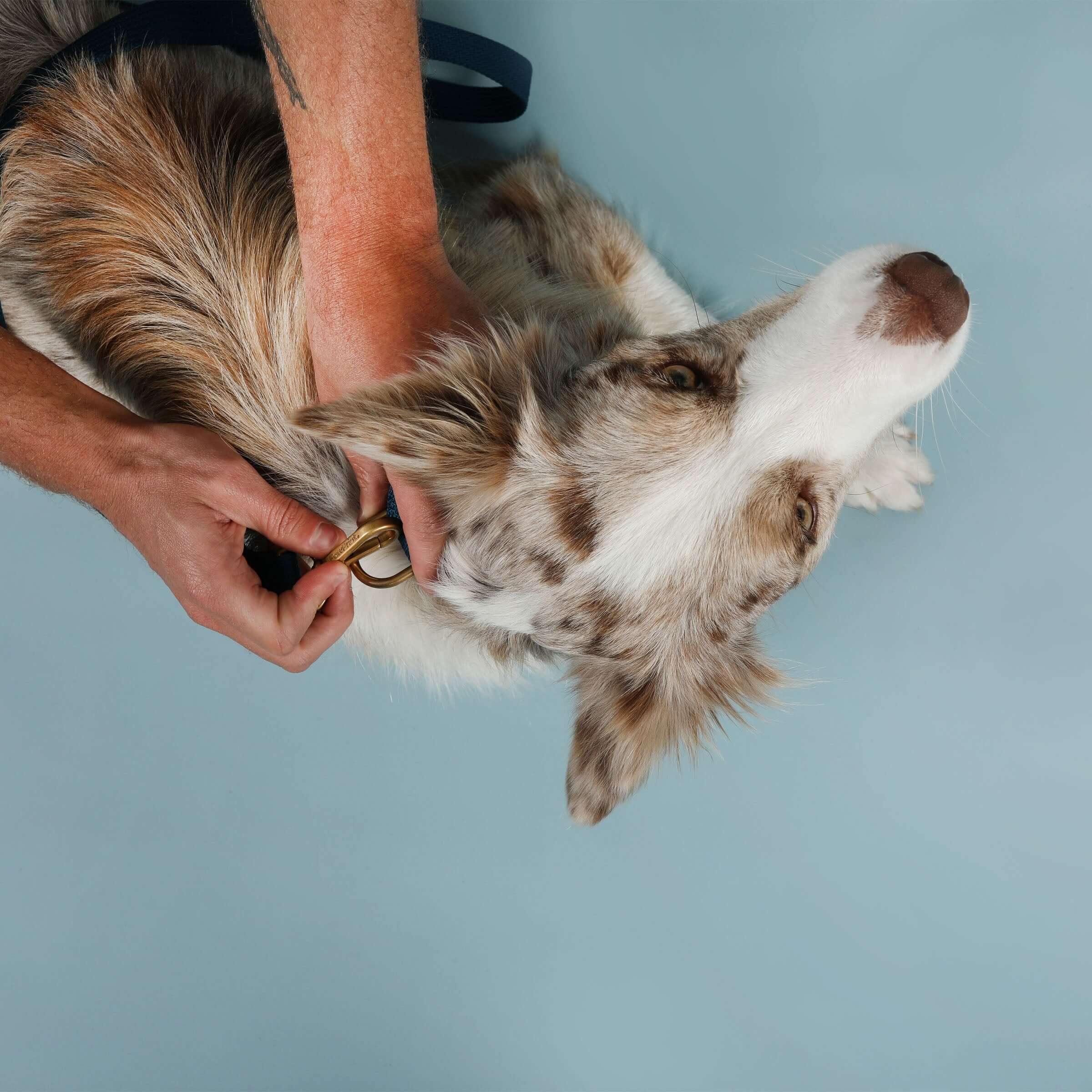 Paw Print Tide Leash Ocean
