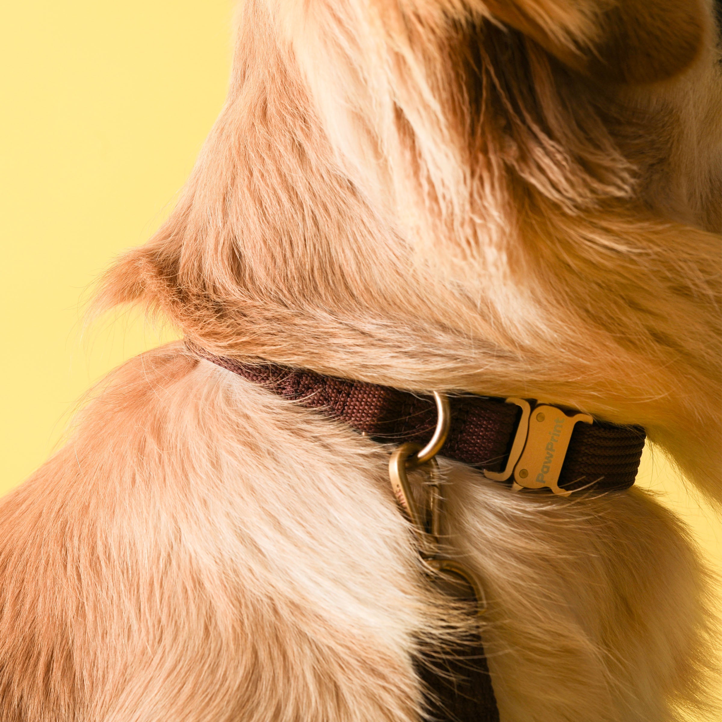 Paw Print Tide Collar Earth