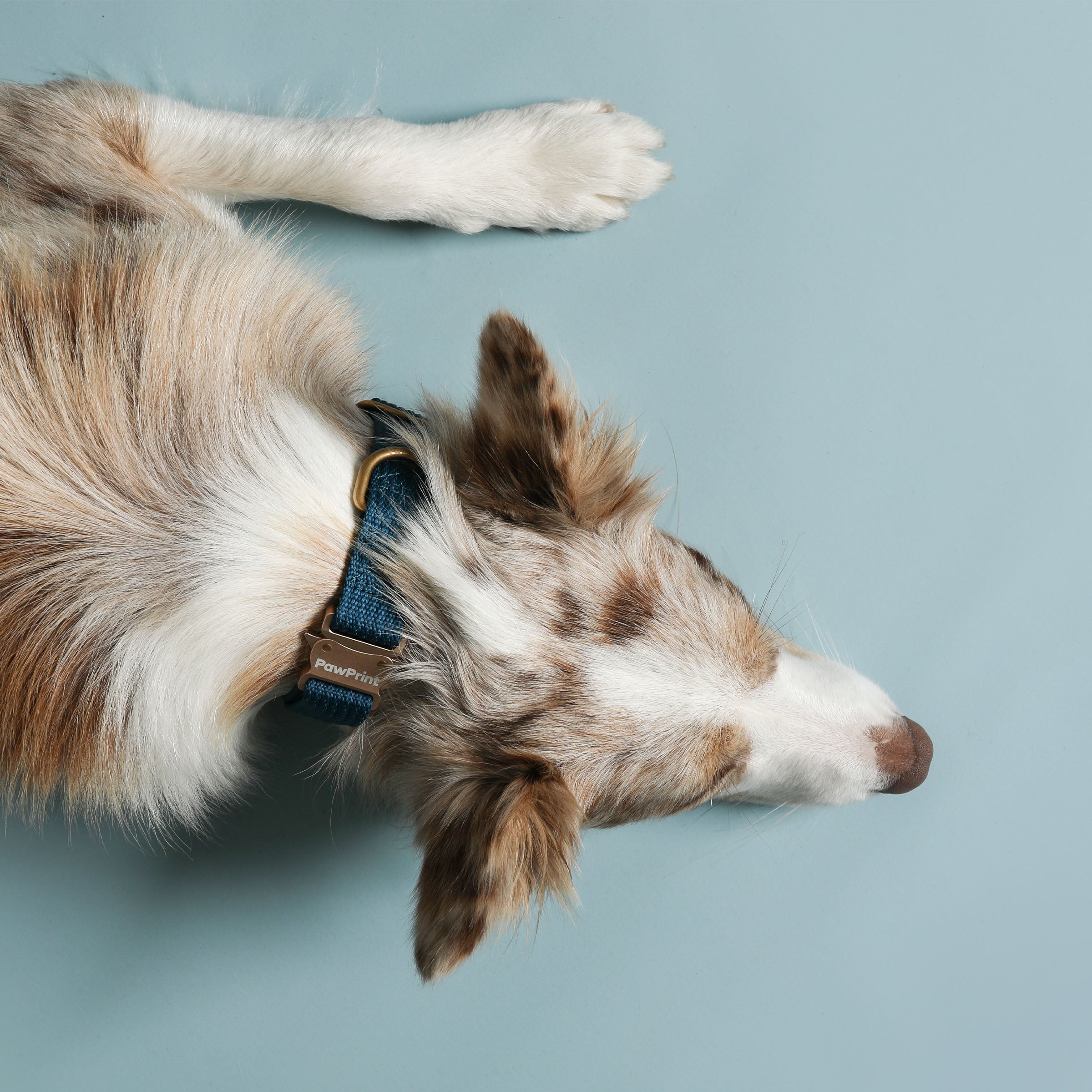 Paw Print Tide Collar Ocean