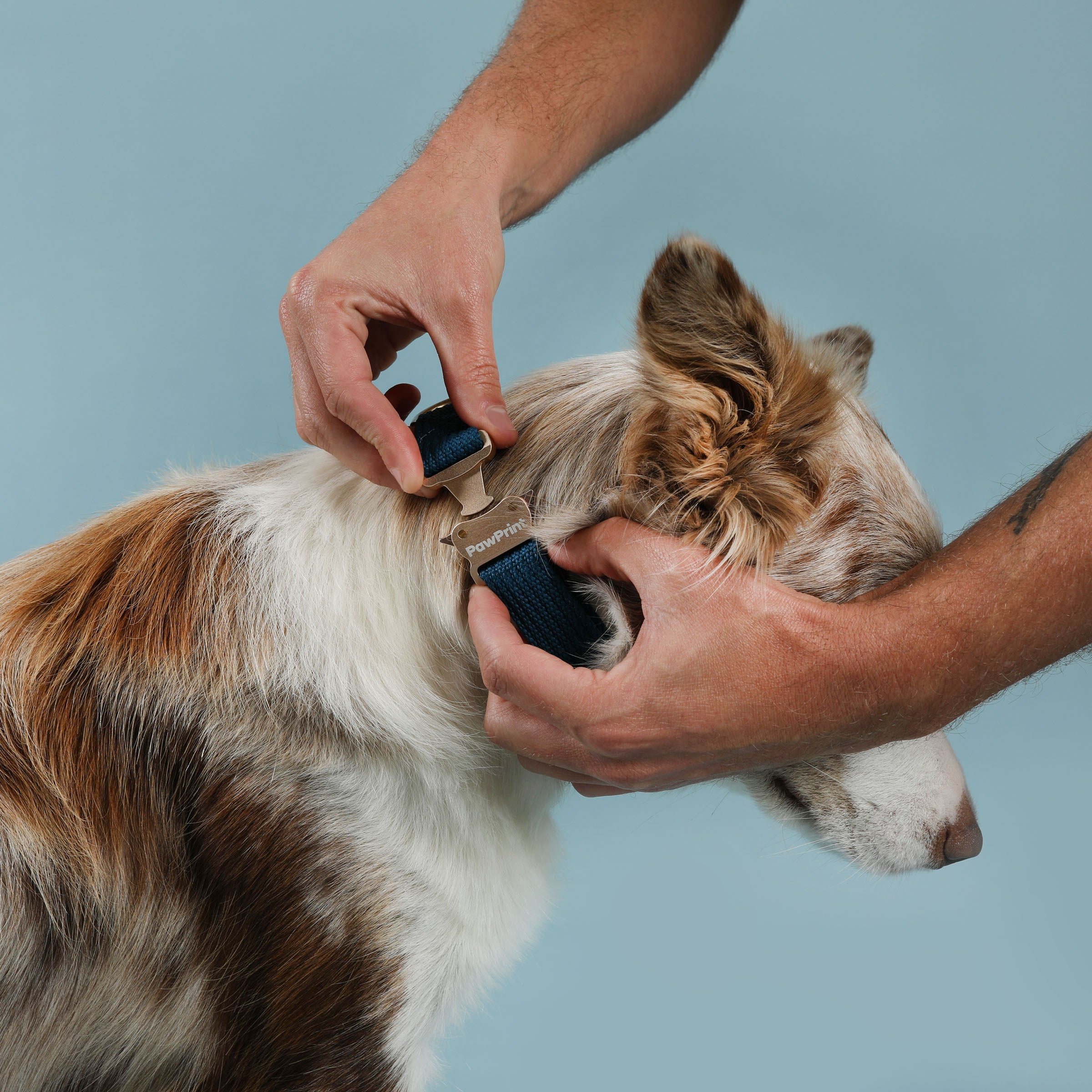 Paw Print Tide Collar Ocean