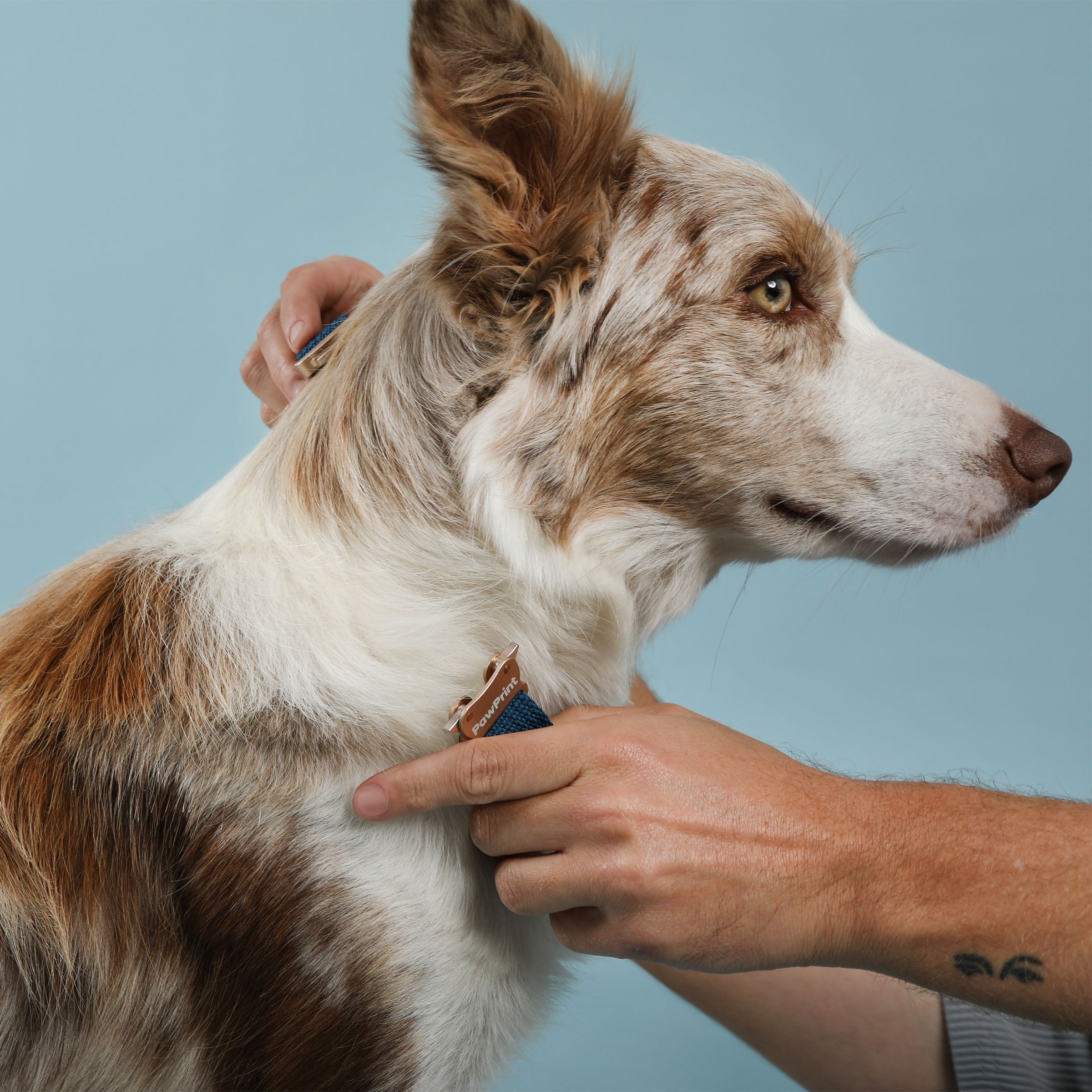 Paw Print Tide Collar Ocean