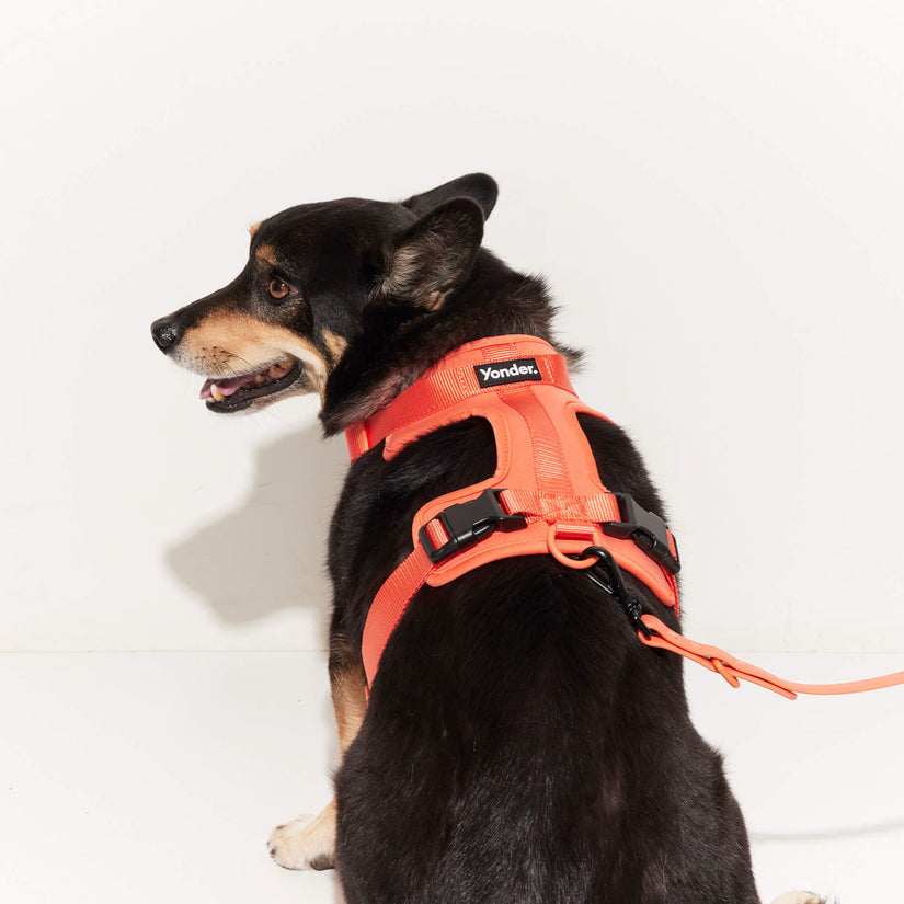 Yonder Harness