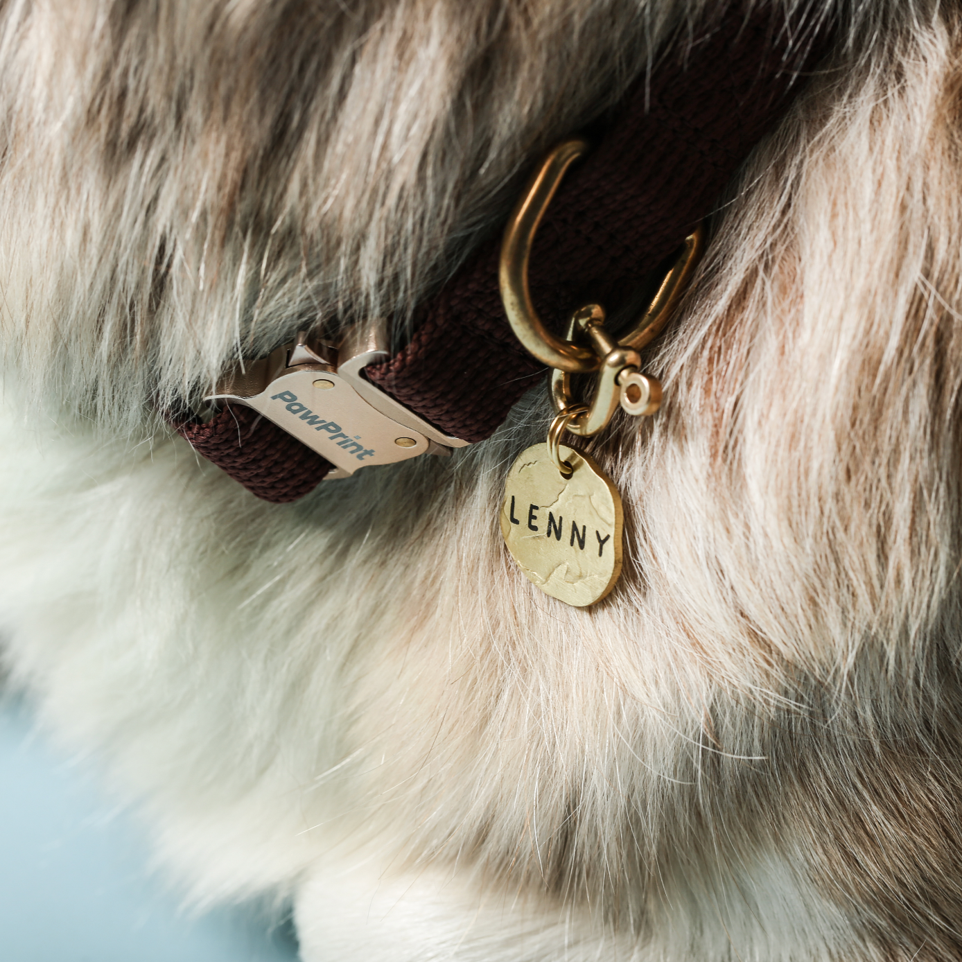 Paw Print Tide Collar Earth