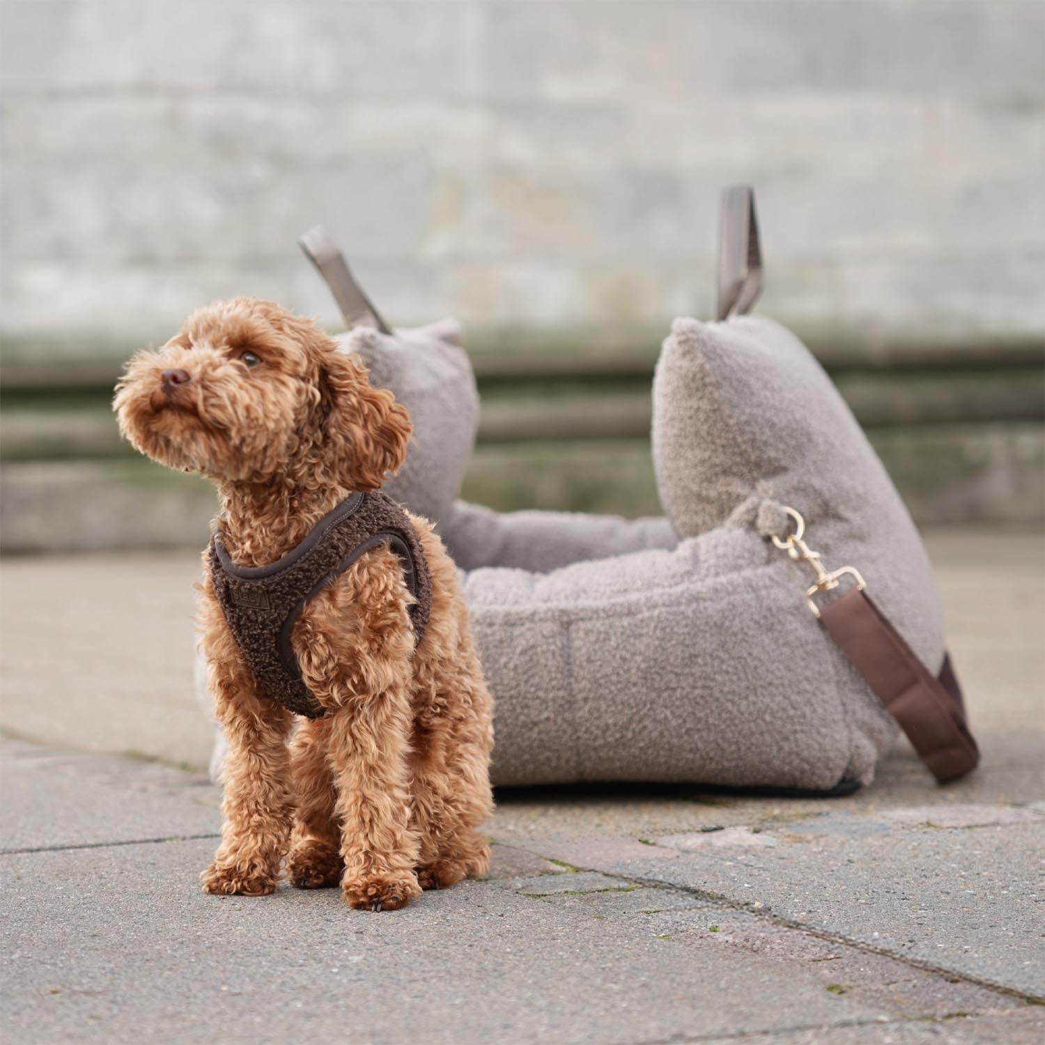 Staey - Teddy Step-in Harness