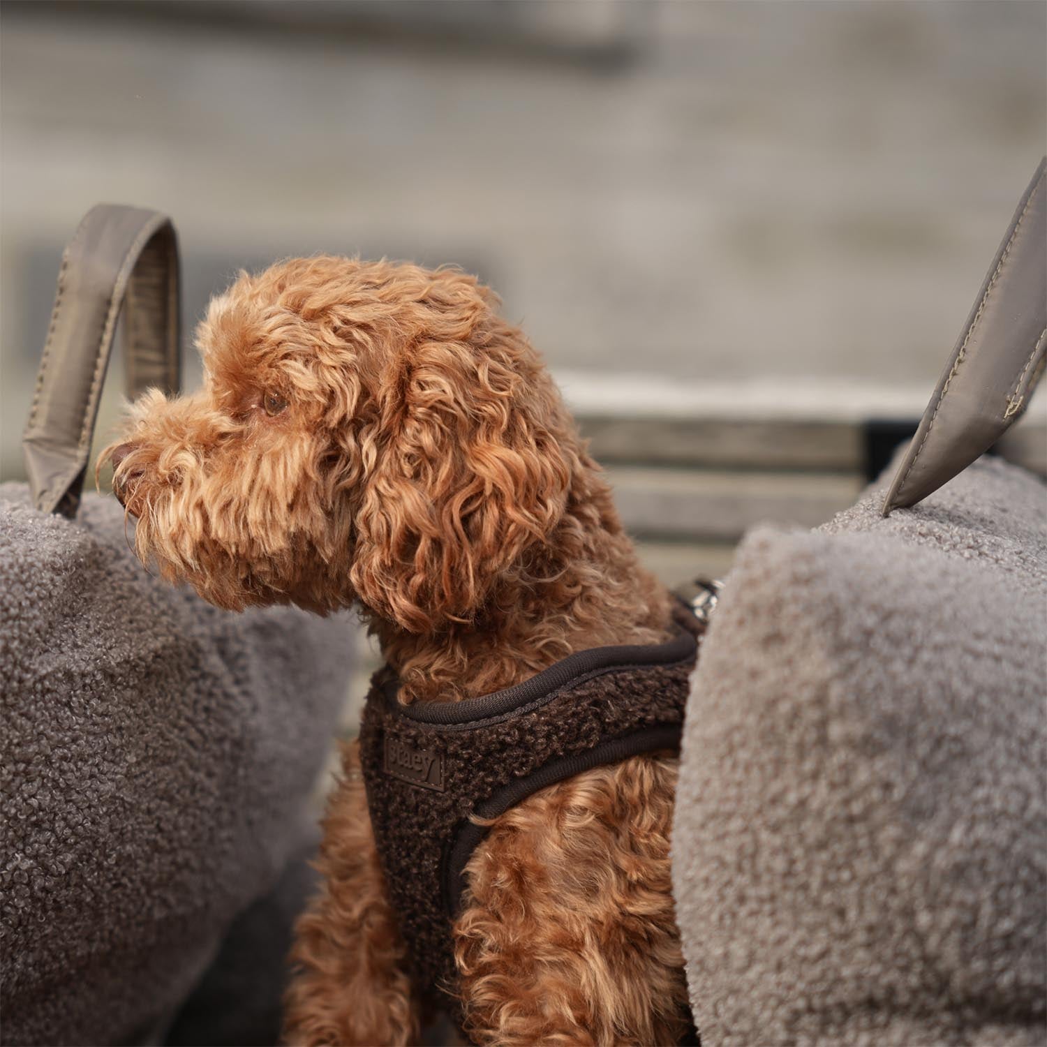 Staey - Teddy Step-in Harness