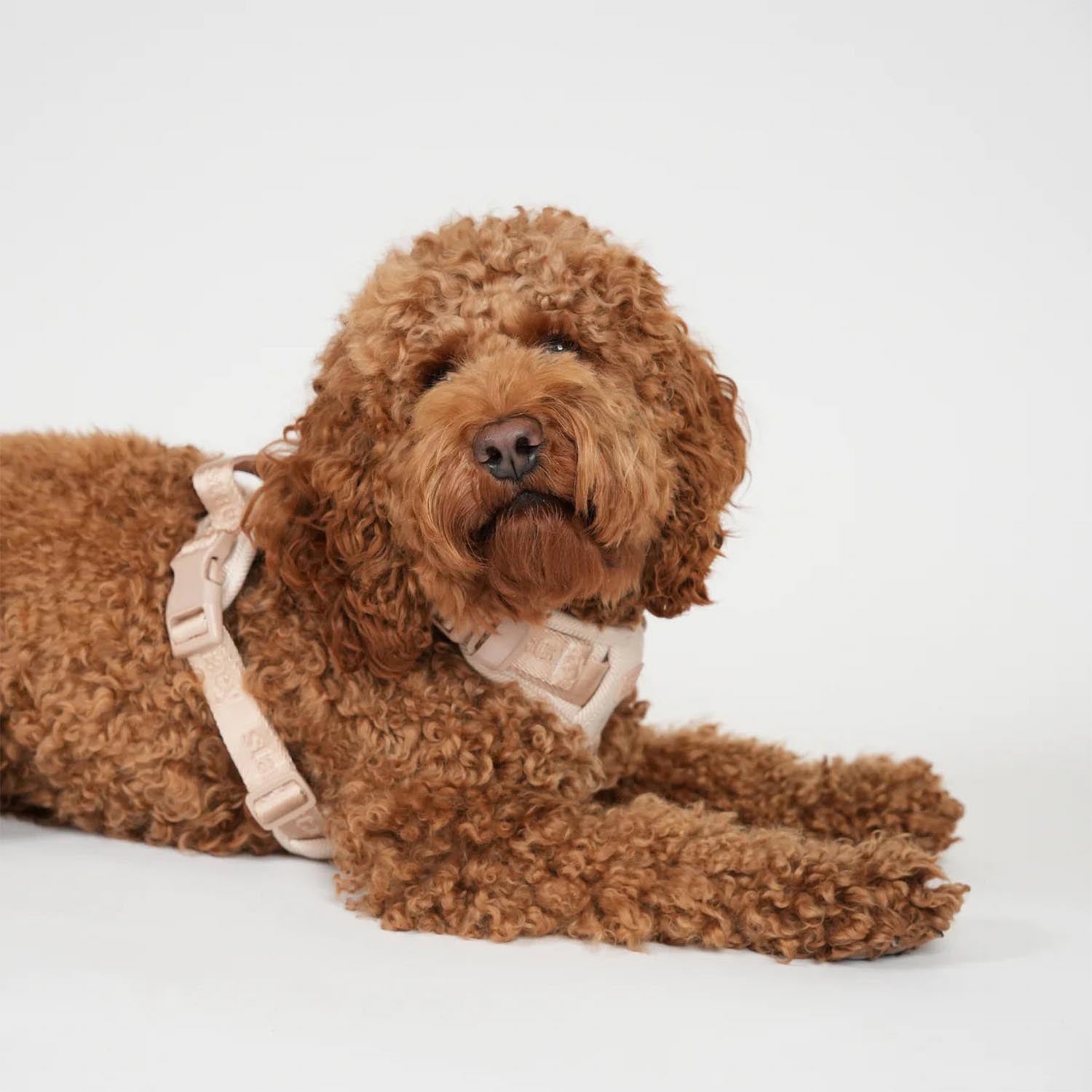 Staey - Elma Active Harness